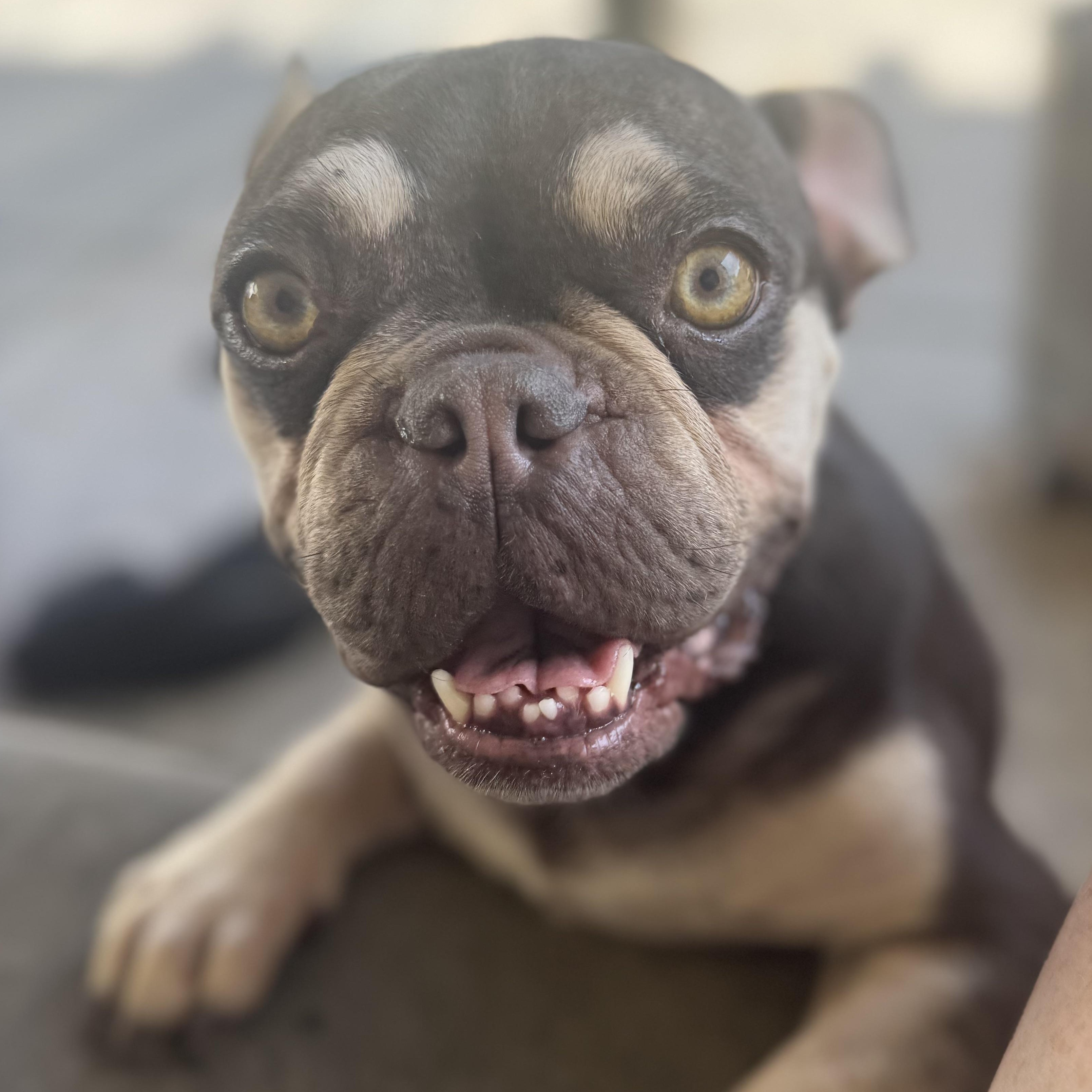 Enlarge Ms. Bestie Tink, an adopted French Bulldog in Vancouver, BC image 2/6