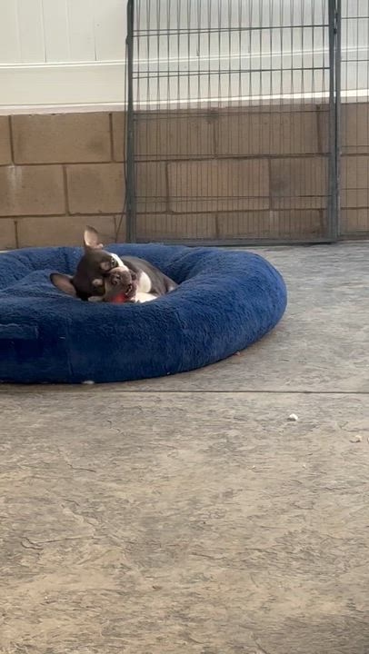 Enlarge Ms. Bestie Tink, an adopted French Bulldog in Vancouver, BC video 6/6