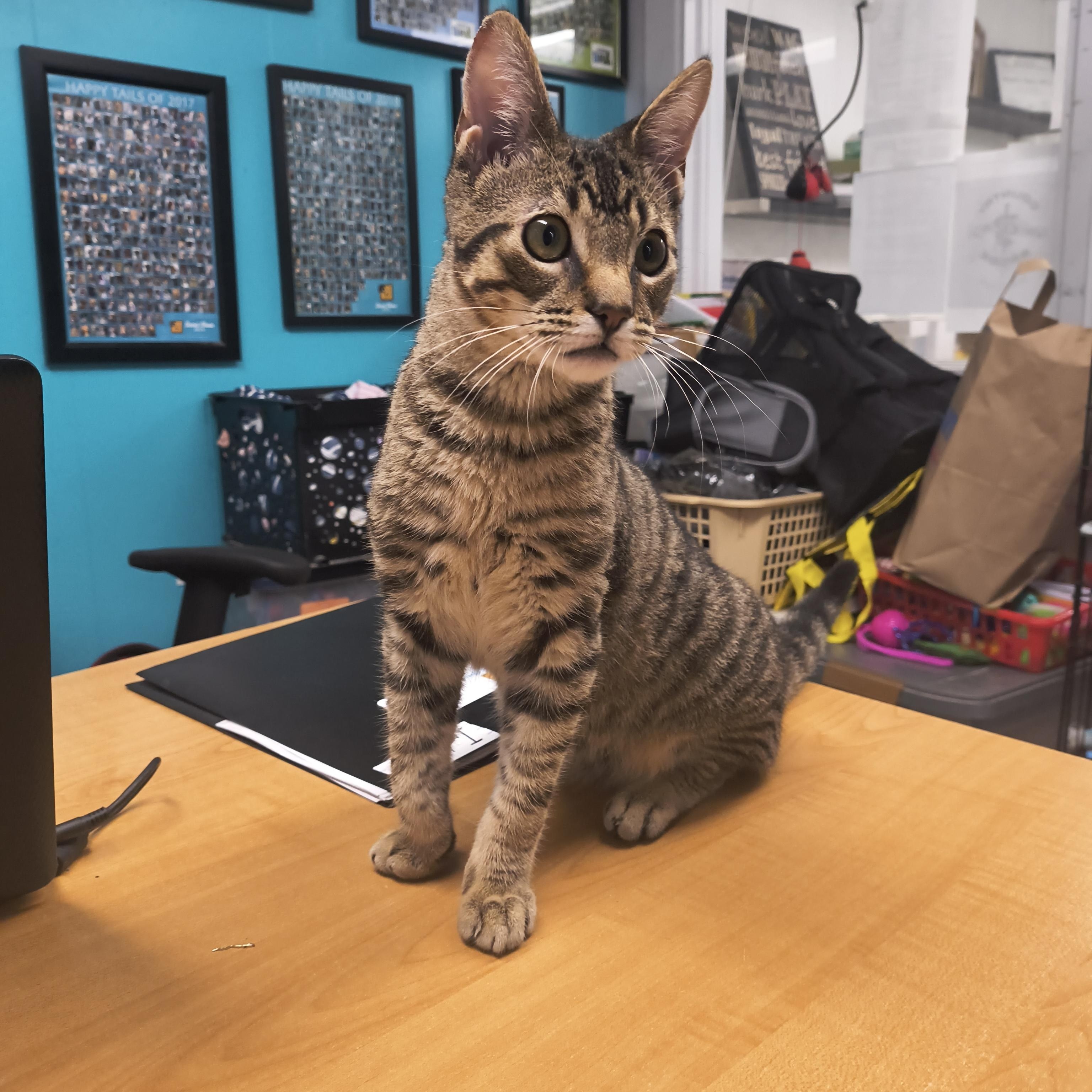 Enlarge Indigo, a ADOPTABLE Domestic Short Hair in Plano, TX image 2/5