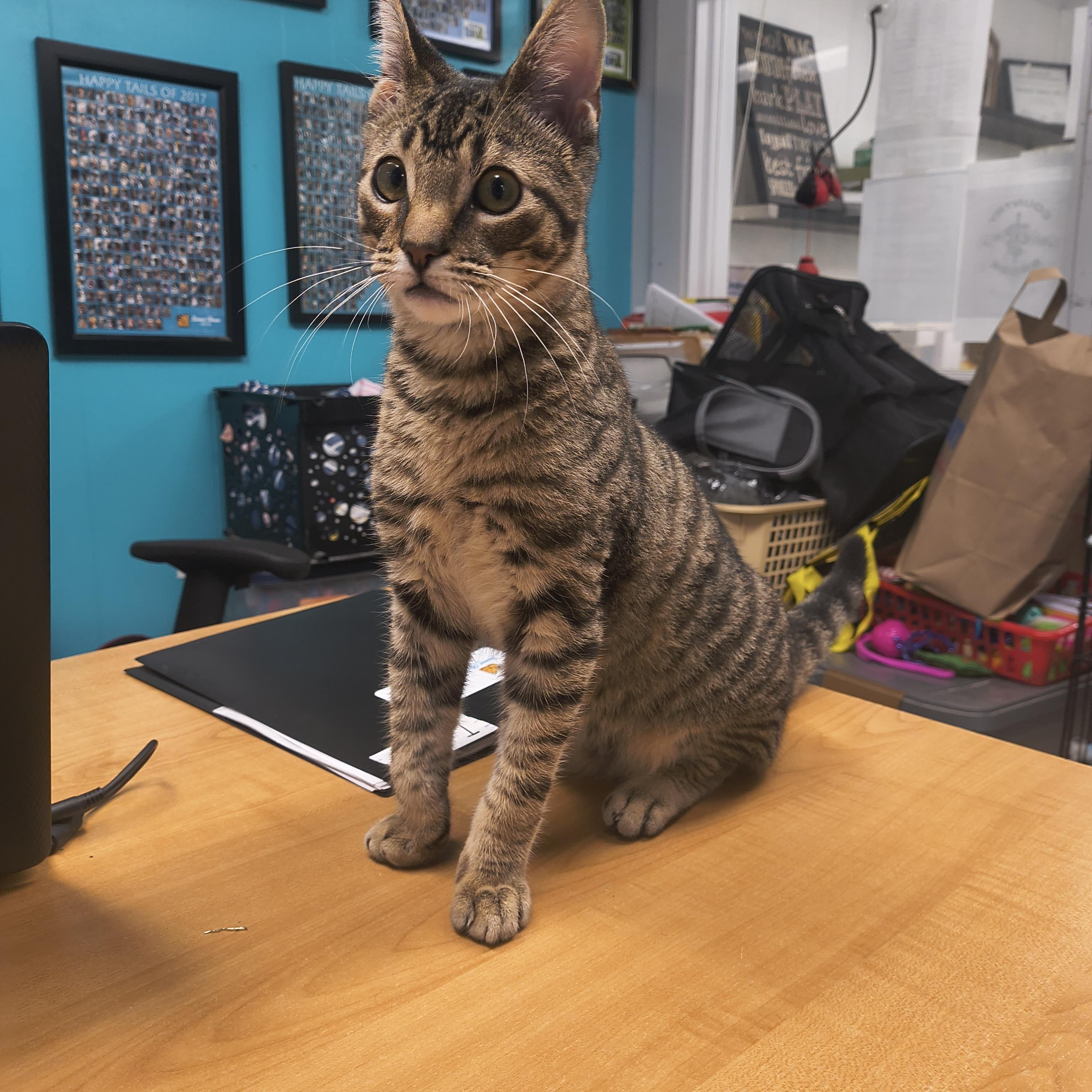 Enlarge Indigo, a ADOPTABLE Domestic Short Hair in Plano, TX image 5/5