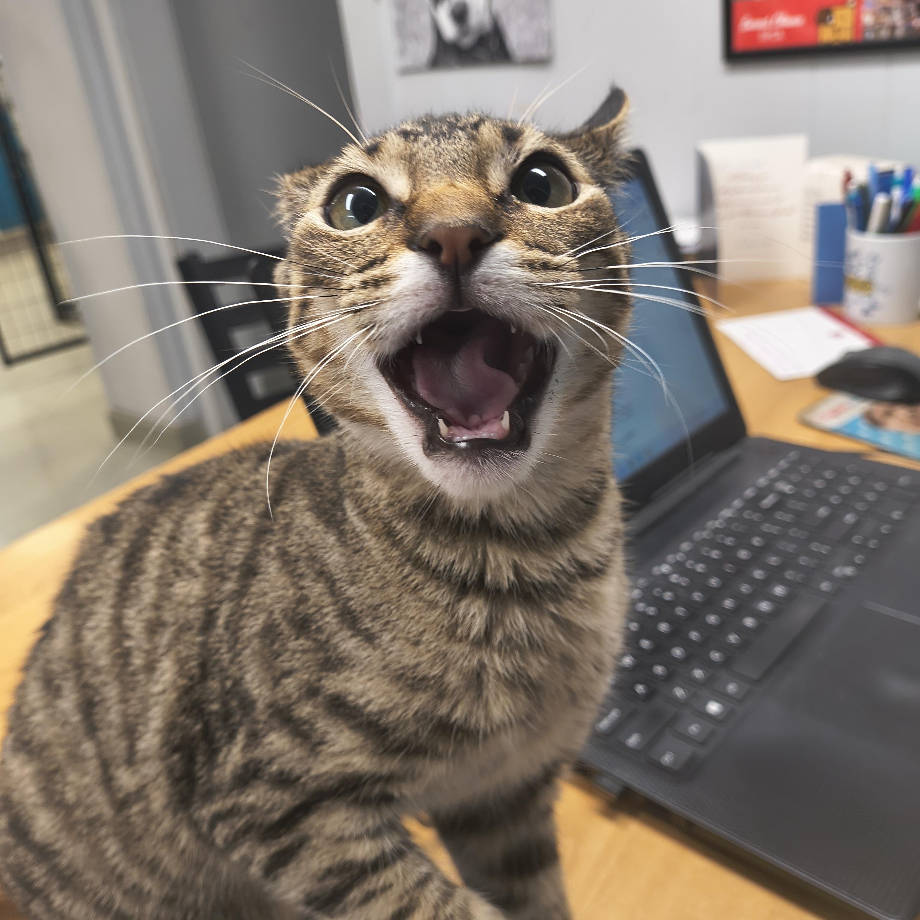 Indigo, ADOPTABLE, Young Male Domestic Short Hair.