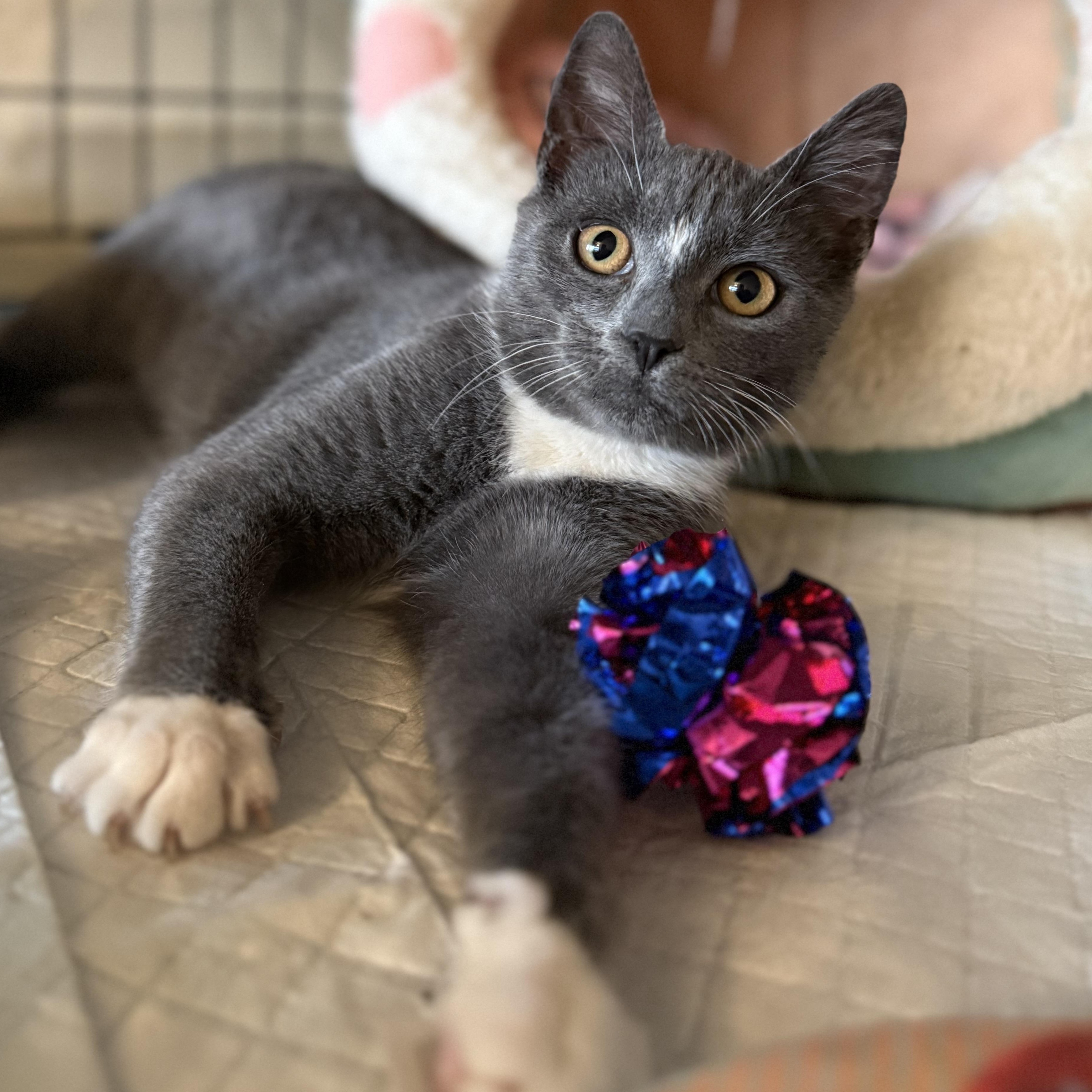 Enlarge Tootsie roll, a ADOPTABLE American Shorthair in Brooklyn, NY image 5/5