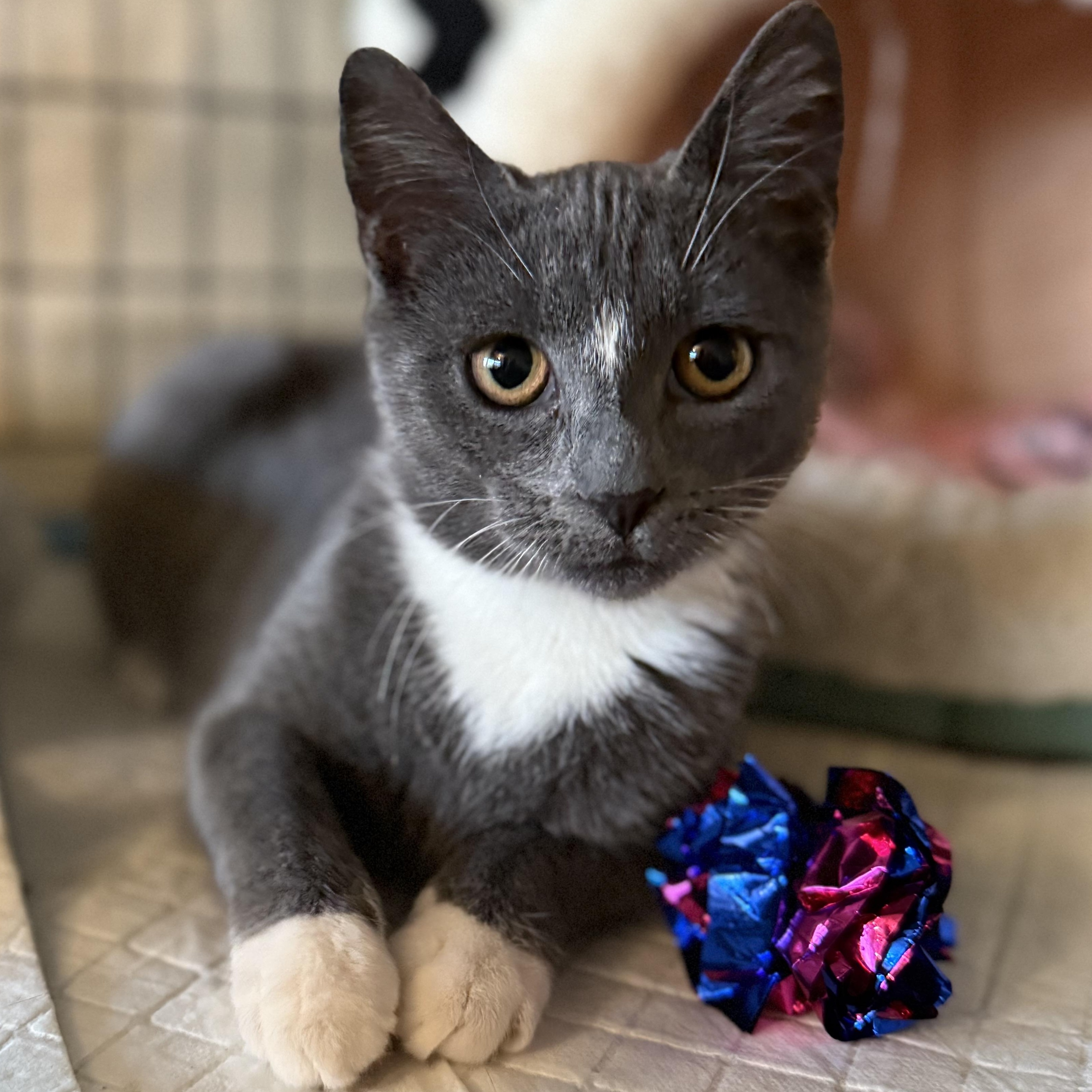 Enlarge Tootsie roll, a ADOPTABLE American Shorthair in Brooklyn, NY image 4/5