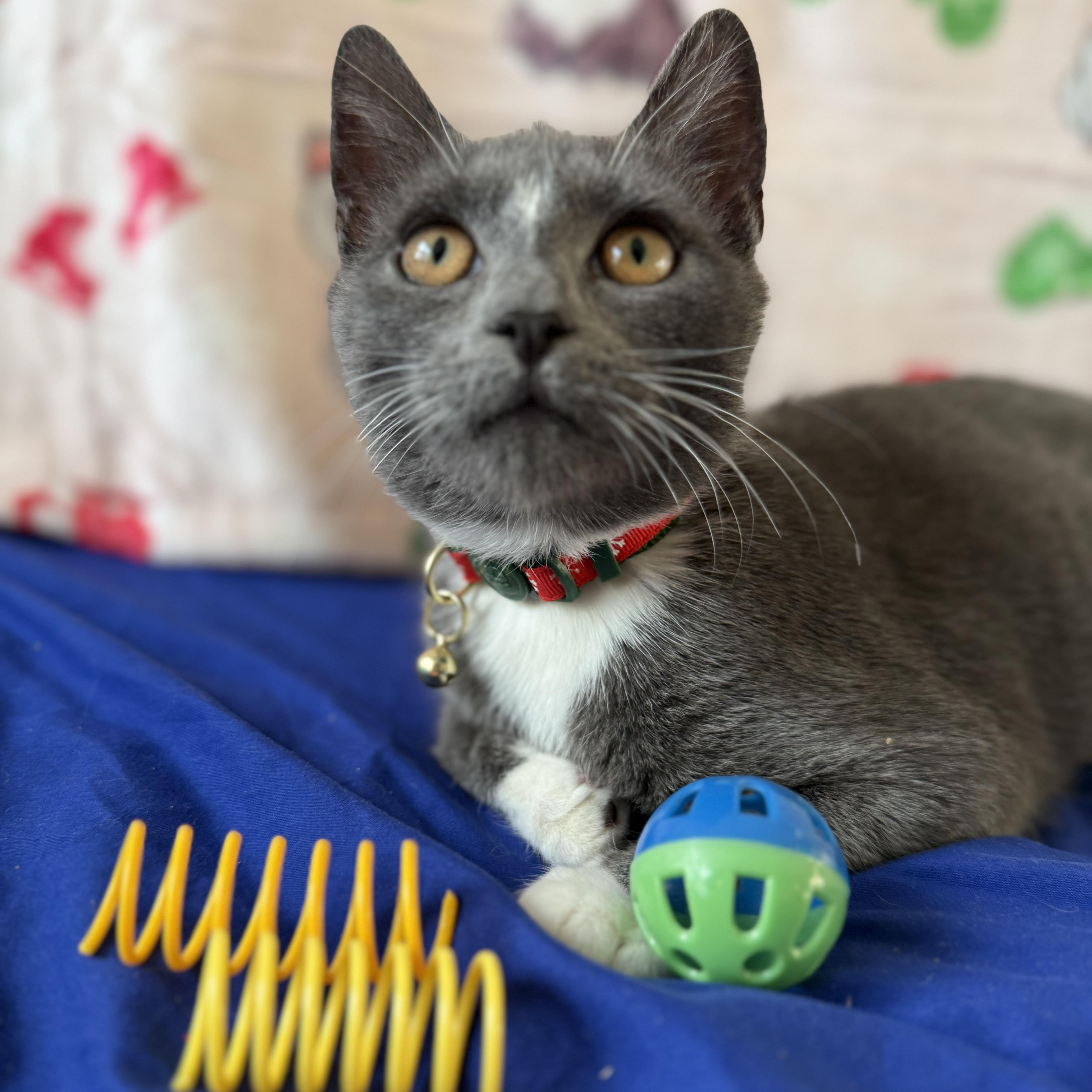 Enlarge Tootsie roll, a ADOPTABLE American Shorthair in Brooklyn, NY image 2/5