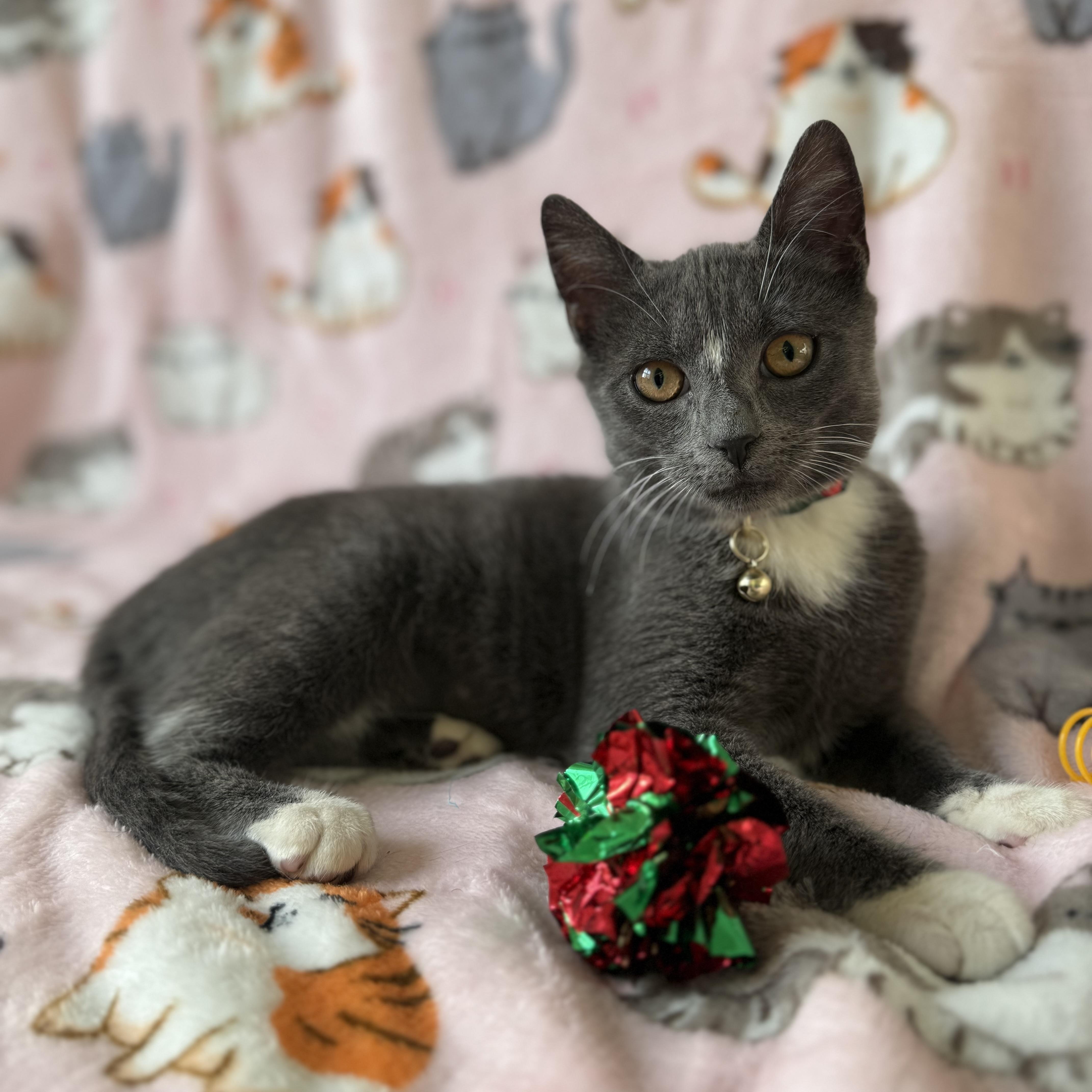 Enlarge Tootsie roll, a ADOPTABLE American Shorthair in Brooklyn, NY image 1/5