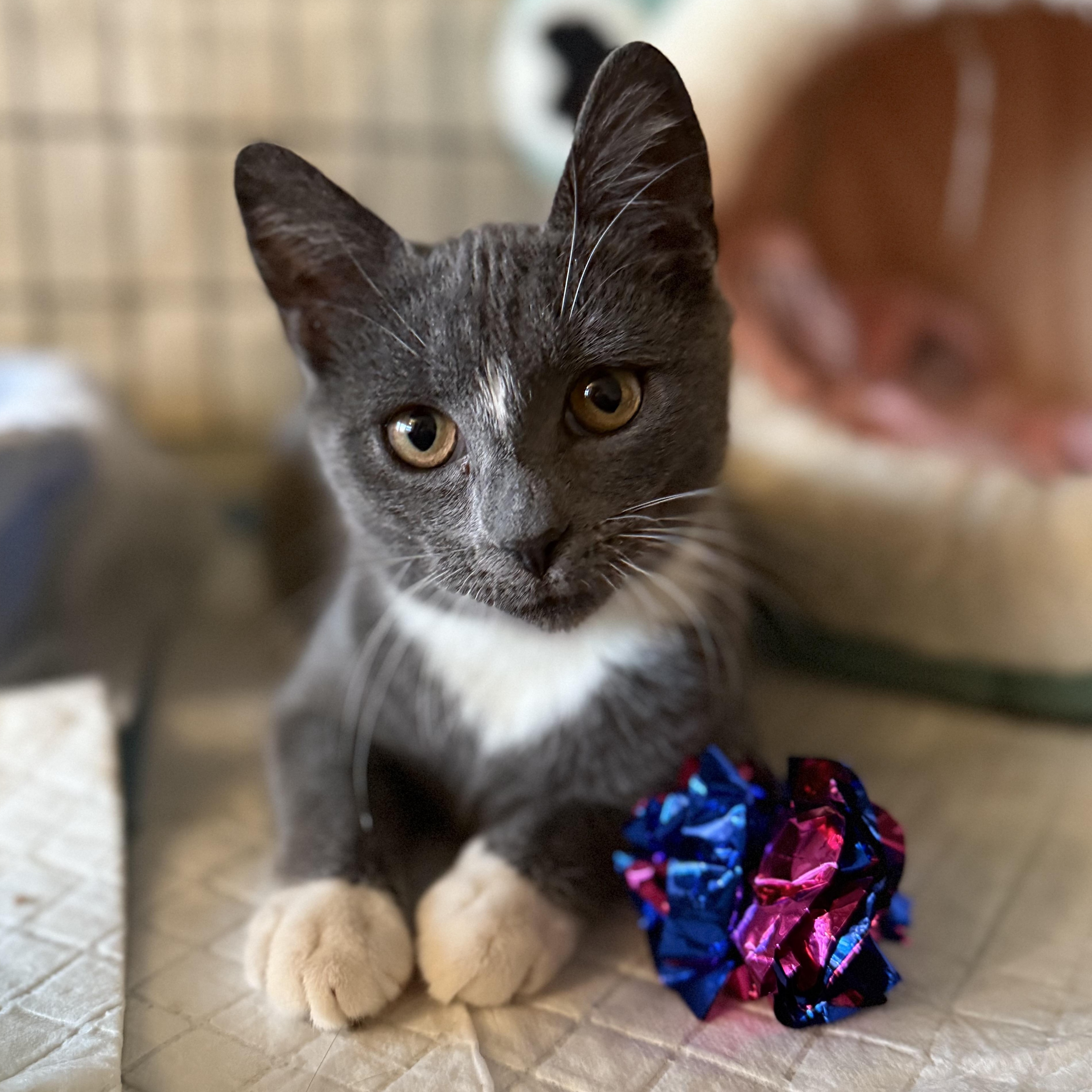 Enlarge Tootsie roll, a ADOPTABLE American Shorthair in Brooklyn, NY image 3/5