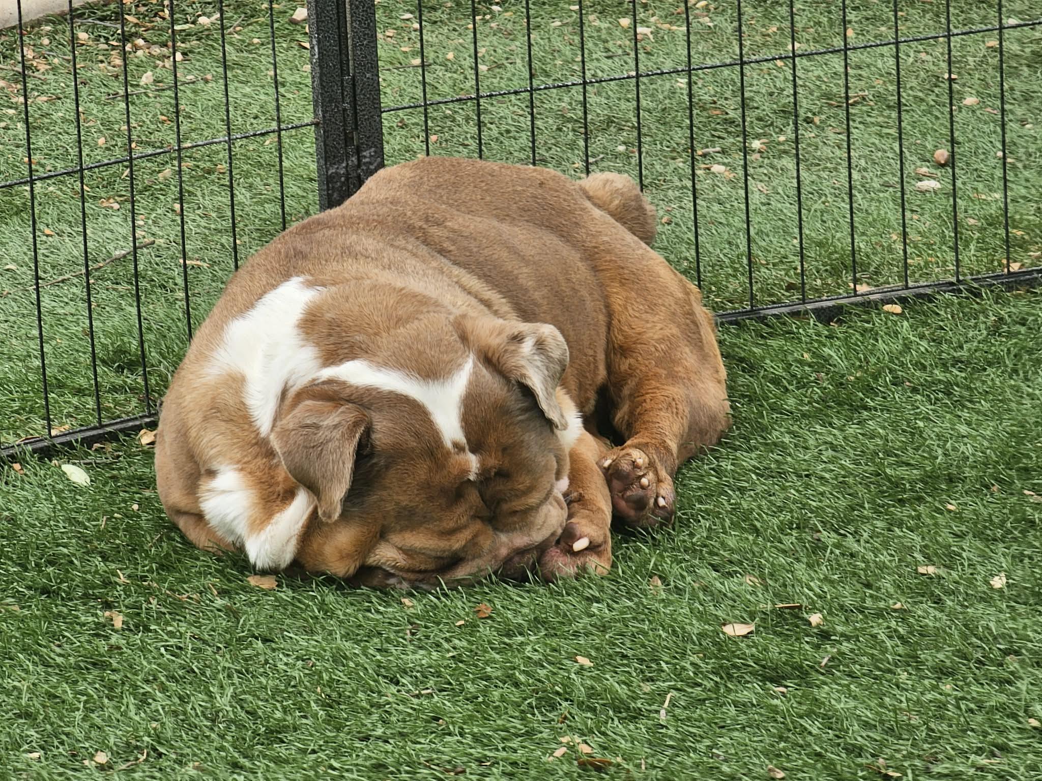 Pierre, Adoptable, Adult Male English Bulldog.