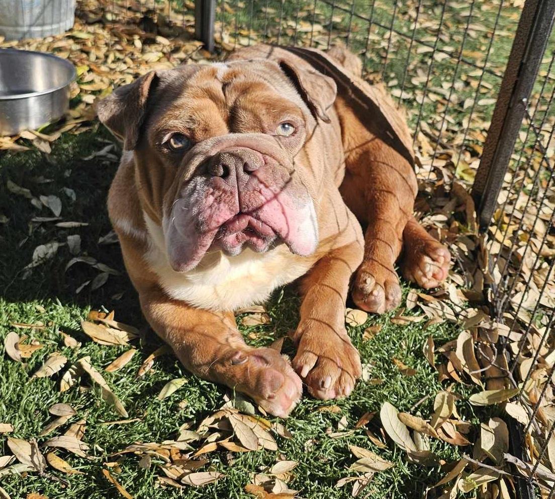 Enlarge Pierre, a Adoptable English Bulldog in San Angelo , TX image 2/6