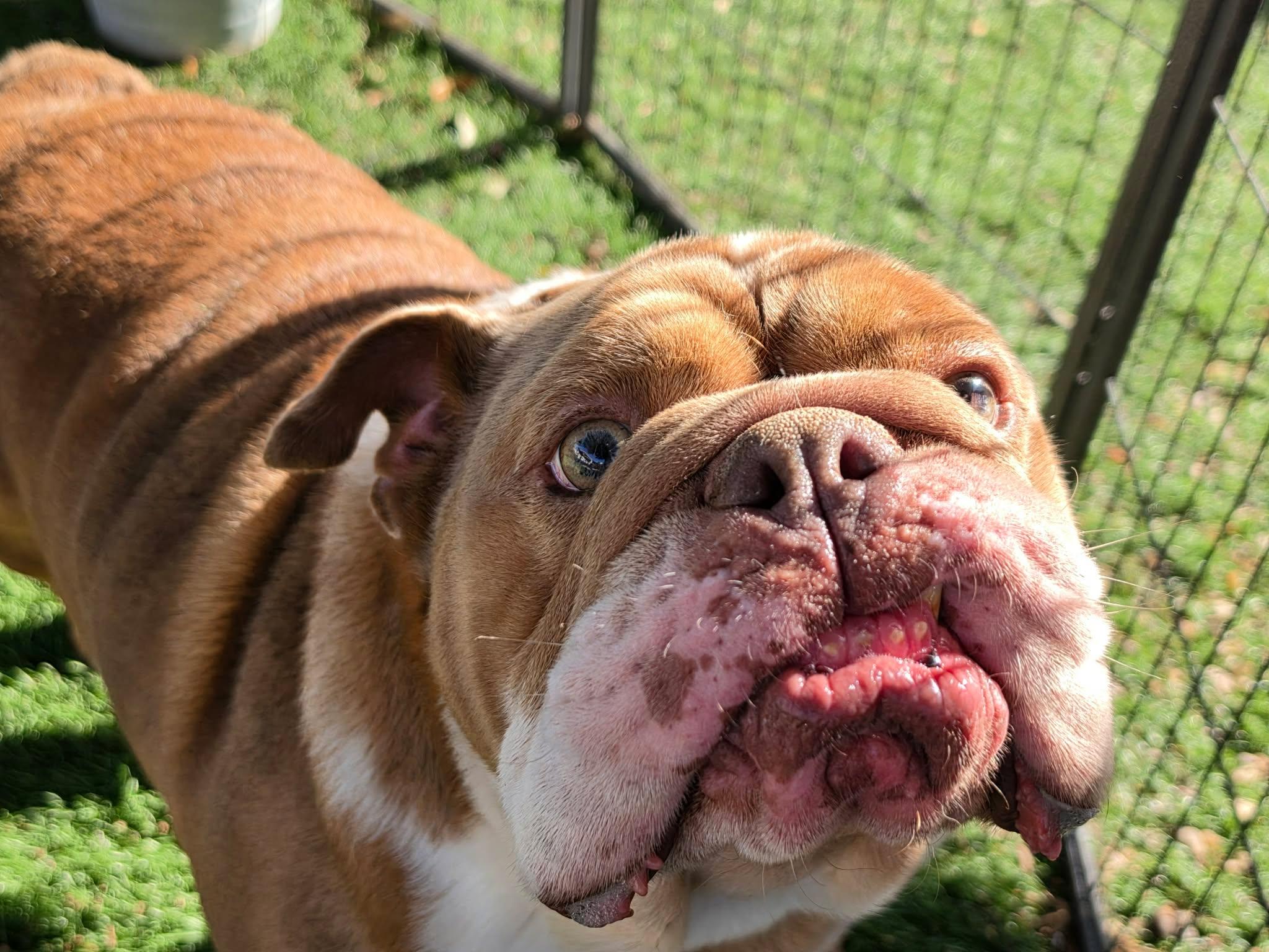 Enlarge Pierre, a Adoptable English Bulldog in San Angelo , TX image 3/6