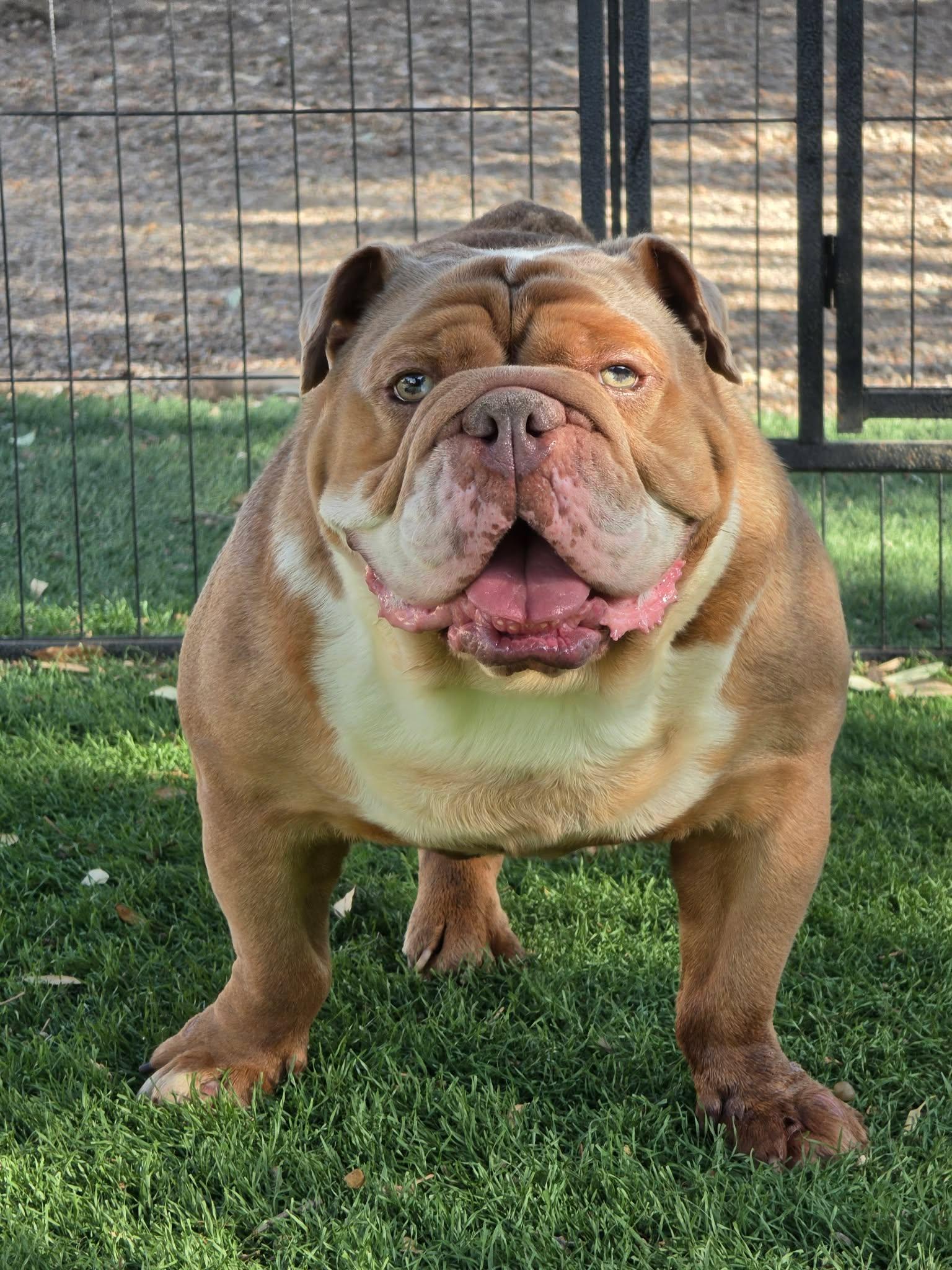 Enlarge Pierre, a Adoptable English Bulldog in San Angelo , TX image 4/6
