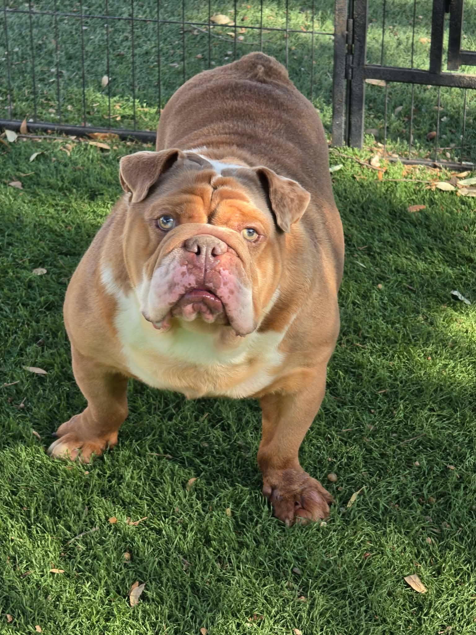 Enlarge Pierre, a Adoptable English Bulldog in San Angelo , TX image 5/6