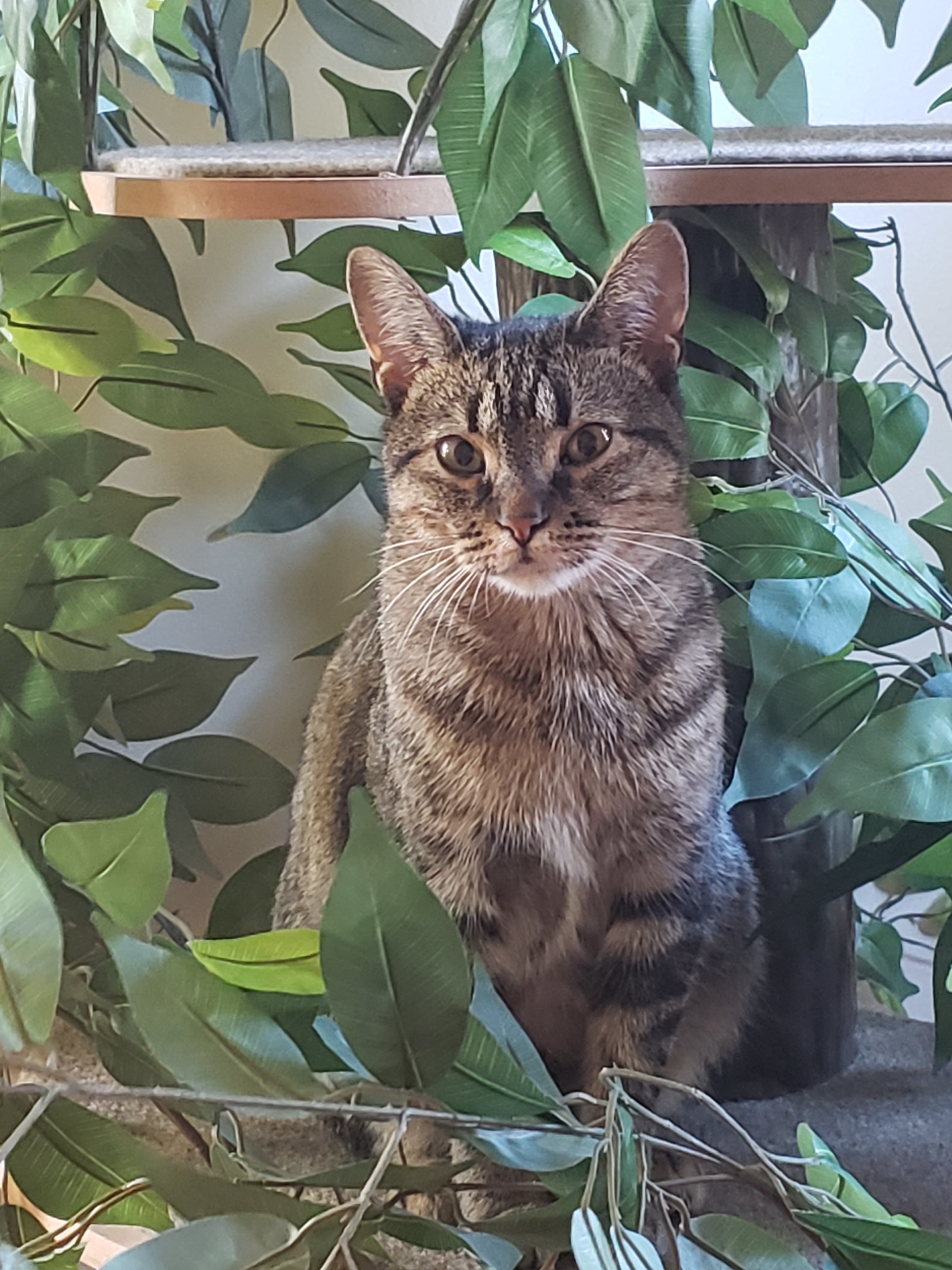 Enlarge Athena, a Adoptable mixed breed in Camden, TN image 1/3