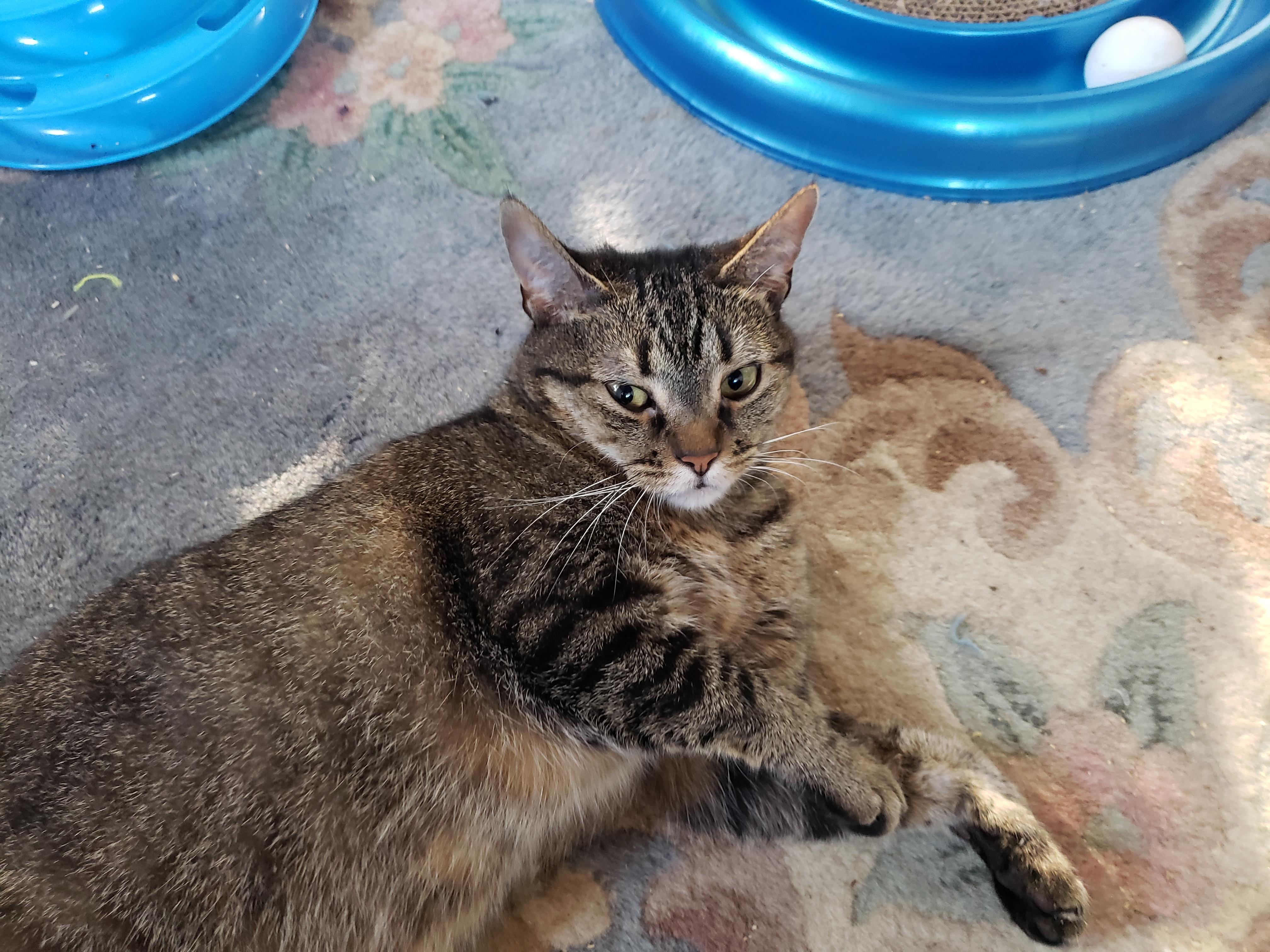 Enlarge Athena, a Adoptable mixed breed in Camden, TN image 4/5