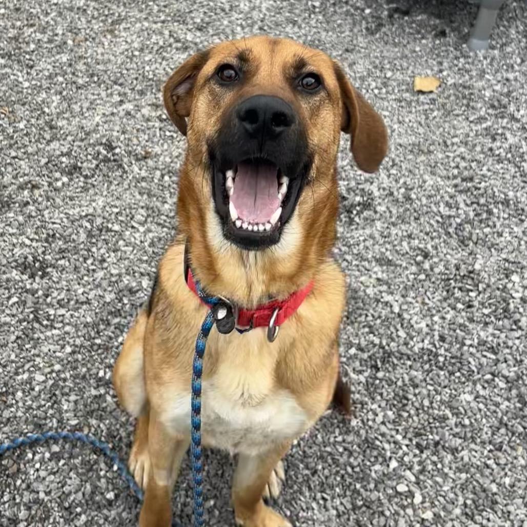 Enlarge Obi, a Adoptable Mixed Breed in Asheville, NC image 3/4