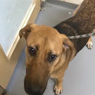 Enlarge Obi, a Adoptable Mixed Breed in Asheville, NC image 4/4