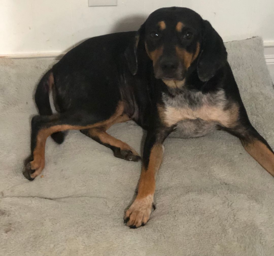 Enlarge Sarah, a Adoptable mixed breed in Colleyville, TX image 1/1