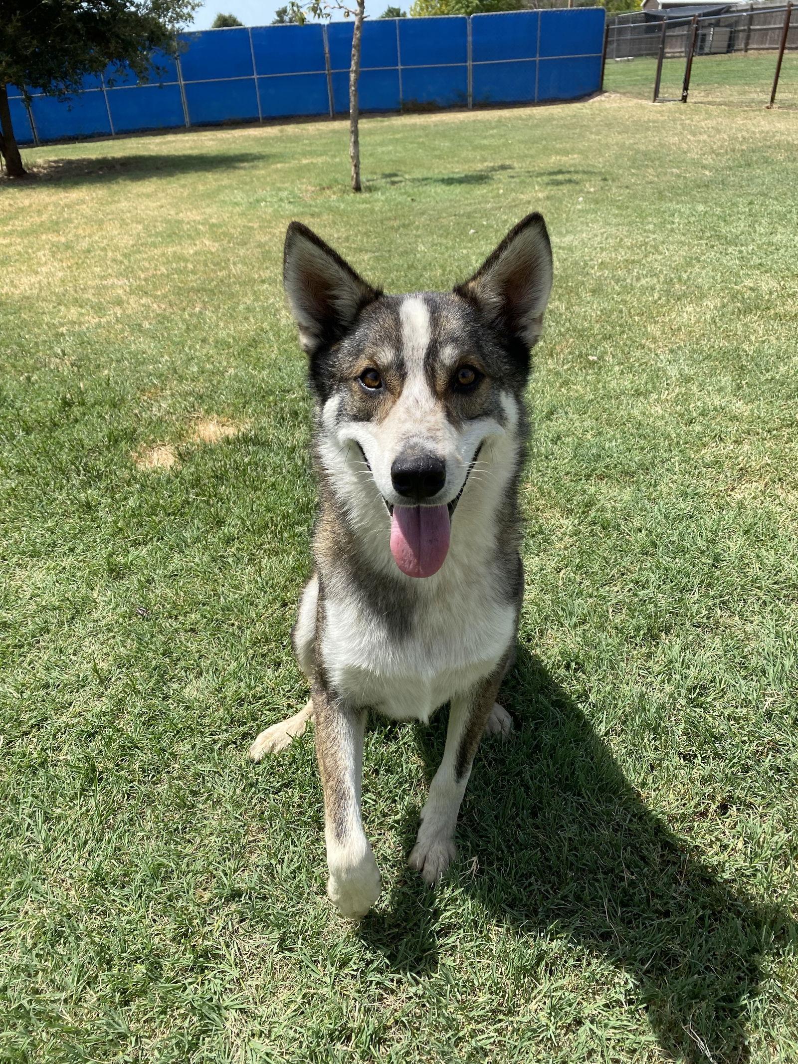 Enlarge Ace, a Adoptable Husky in Gun Barrel City, TX image 2/5