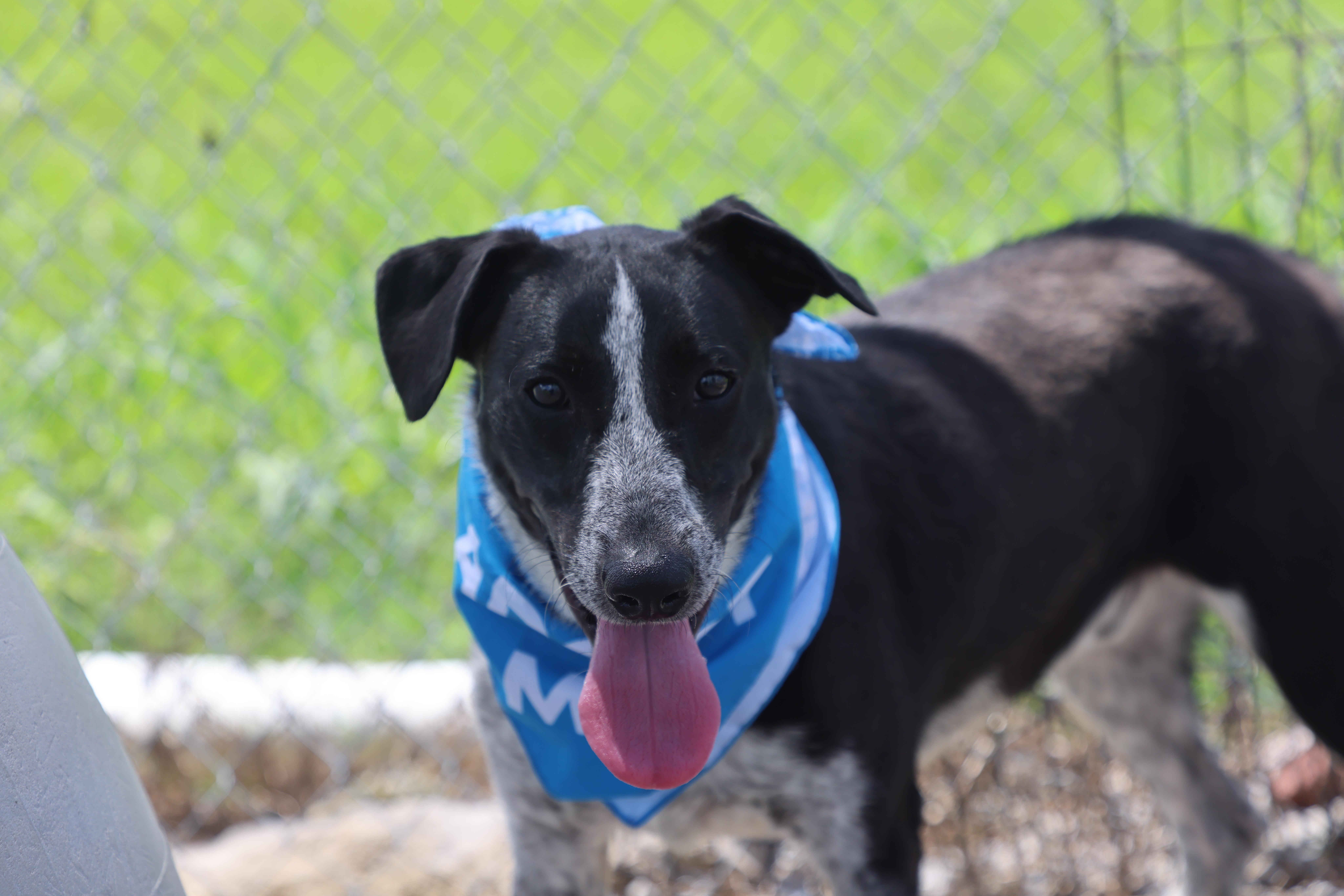 Remy, a Adoptable mixed breed in Lewisburg, TN image 5/6