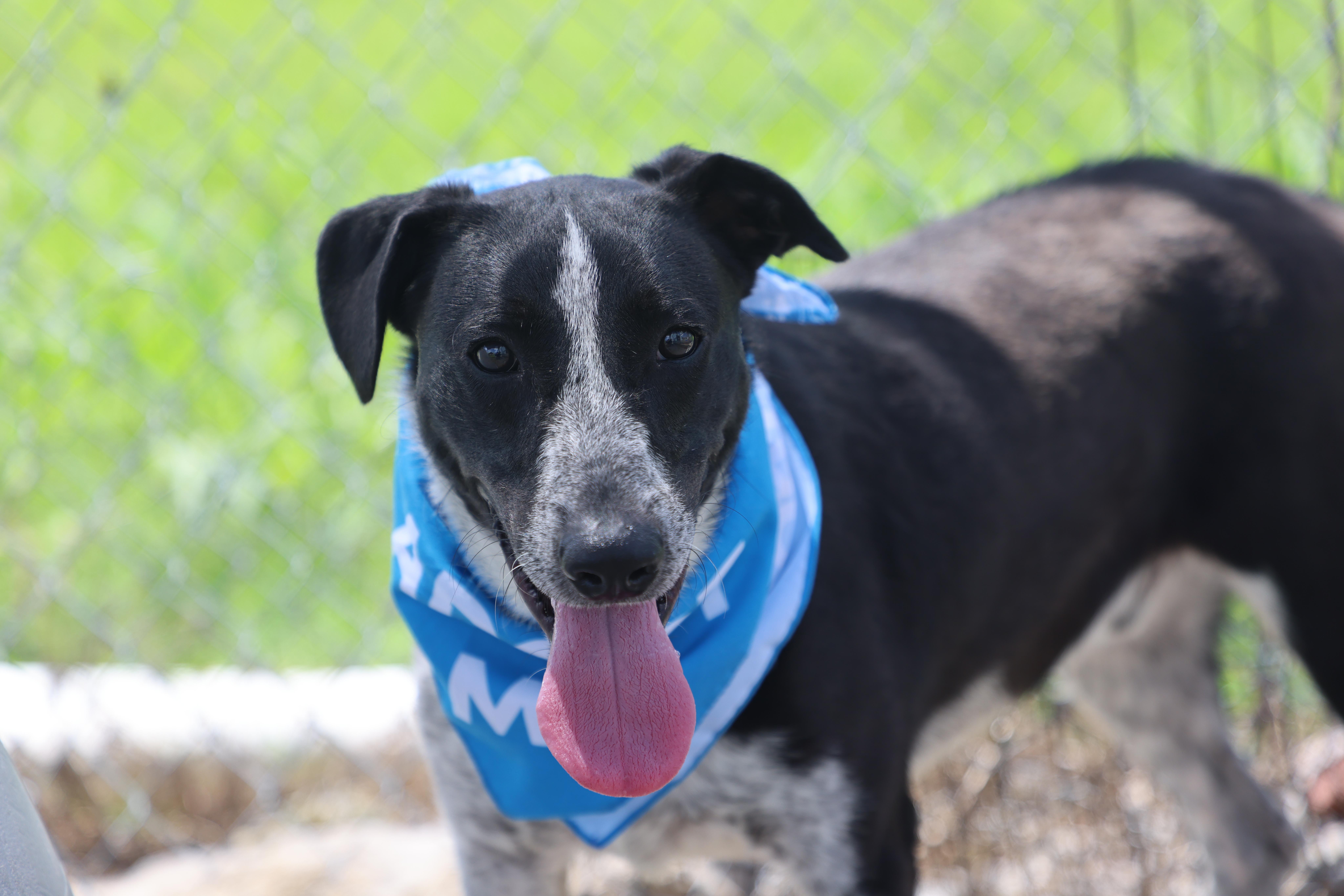 Remy, Adoptable, Young Male Australian Cattle Dog / Blue Heeler & Hound.