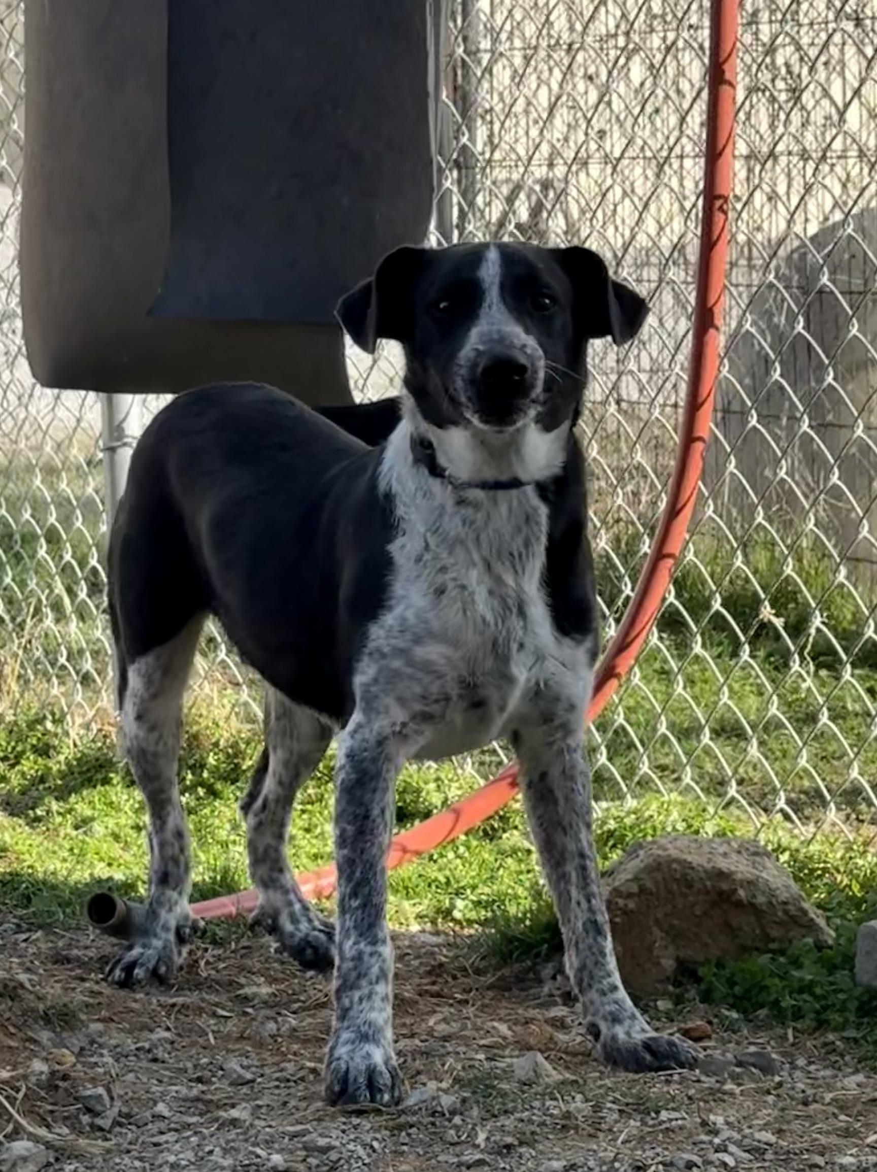 Remy, Adoptable, Young Male Australian Cattle Dog / Blue Heeler & Hound.