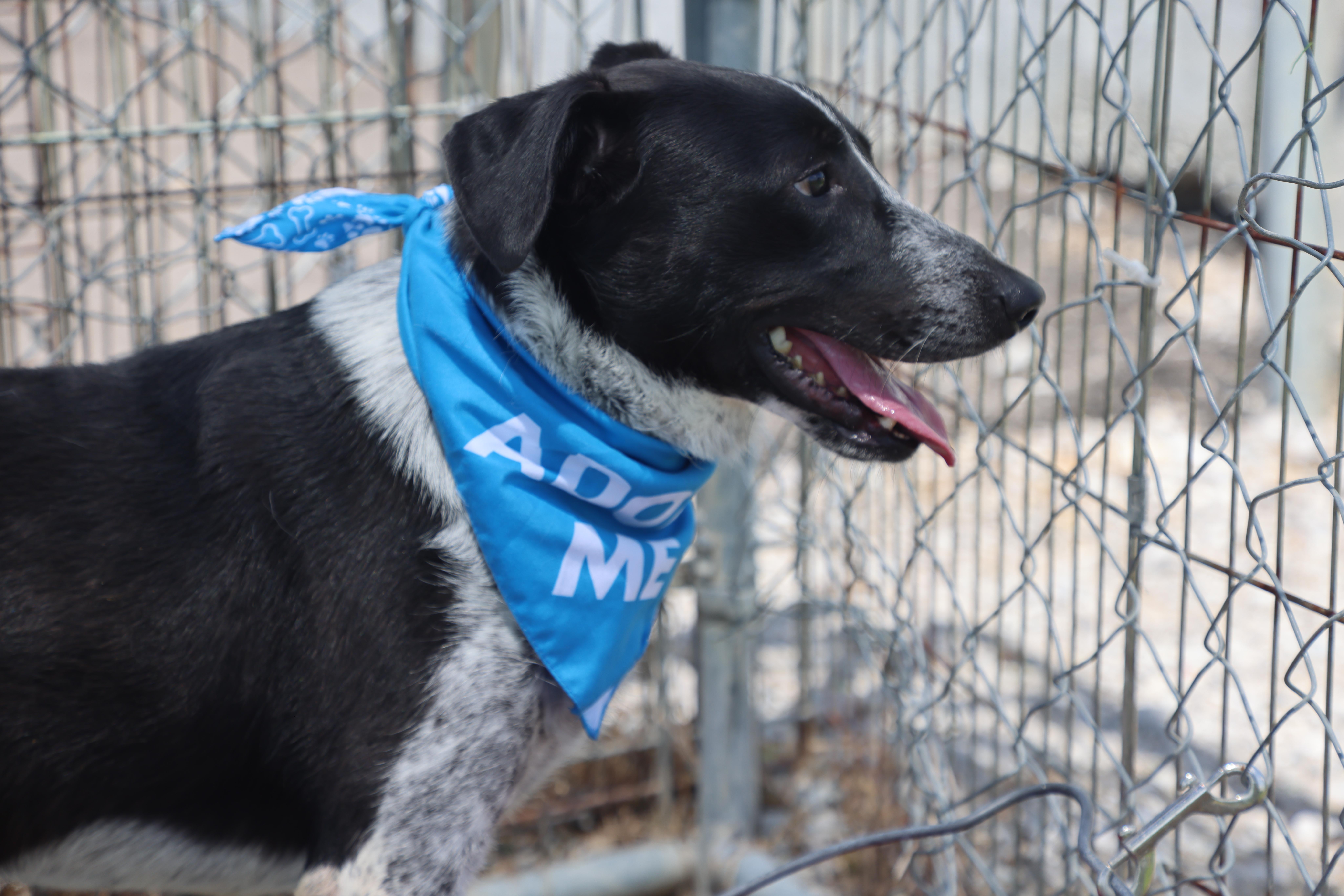Remy, a Adoptable mixed breed in Lewisburg, TN image 4/6