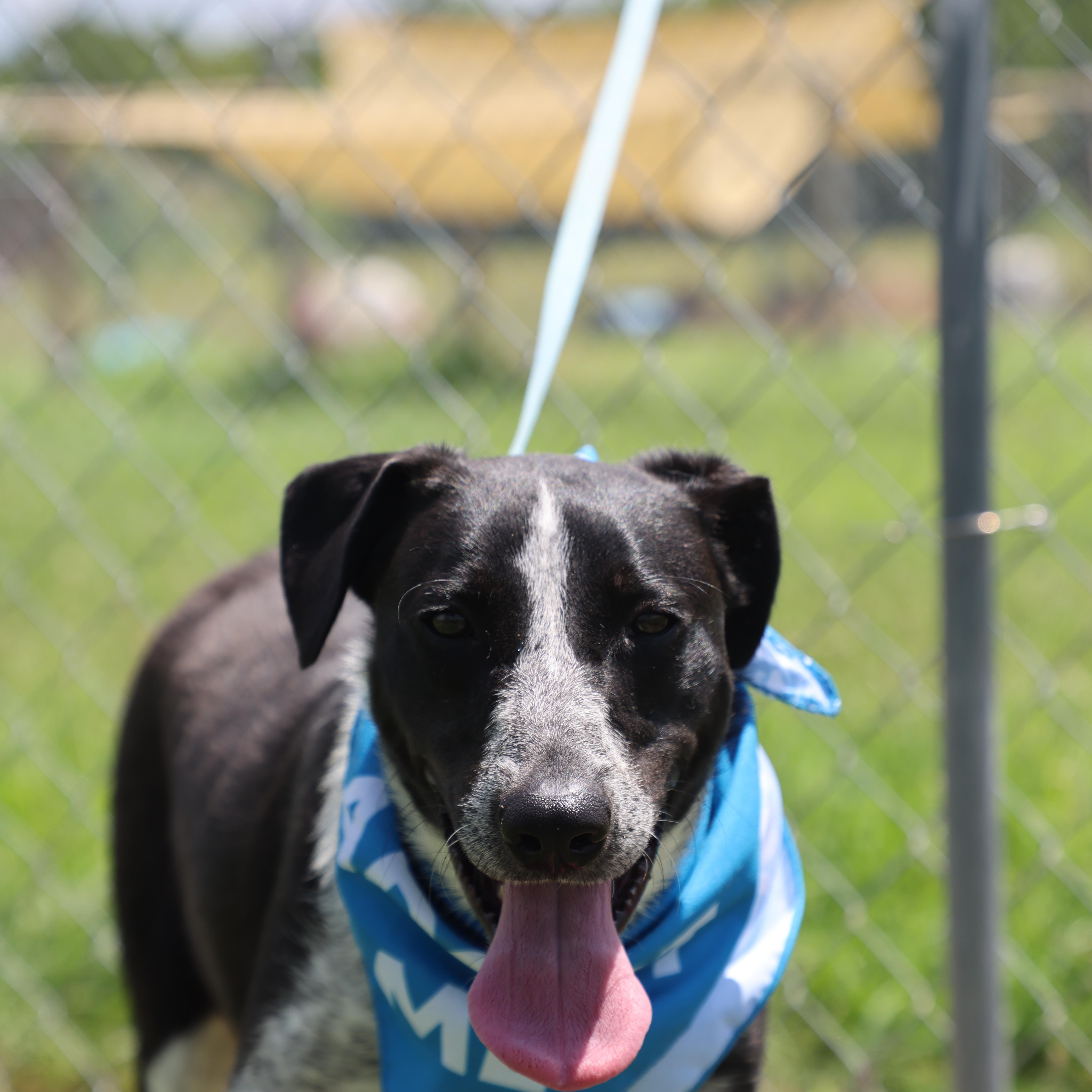 Remy, a Adoptable mixed breed in Lewisburg, TN image 6/6