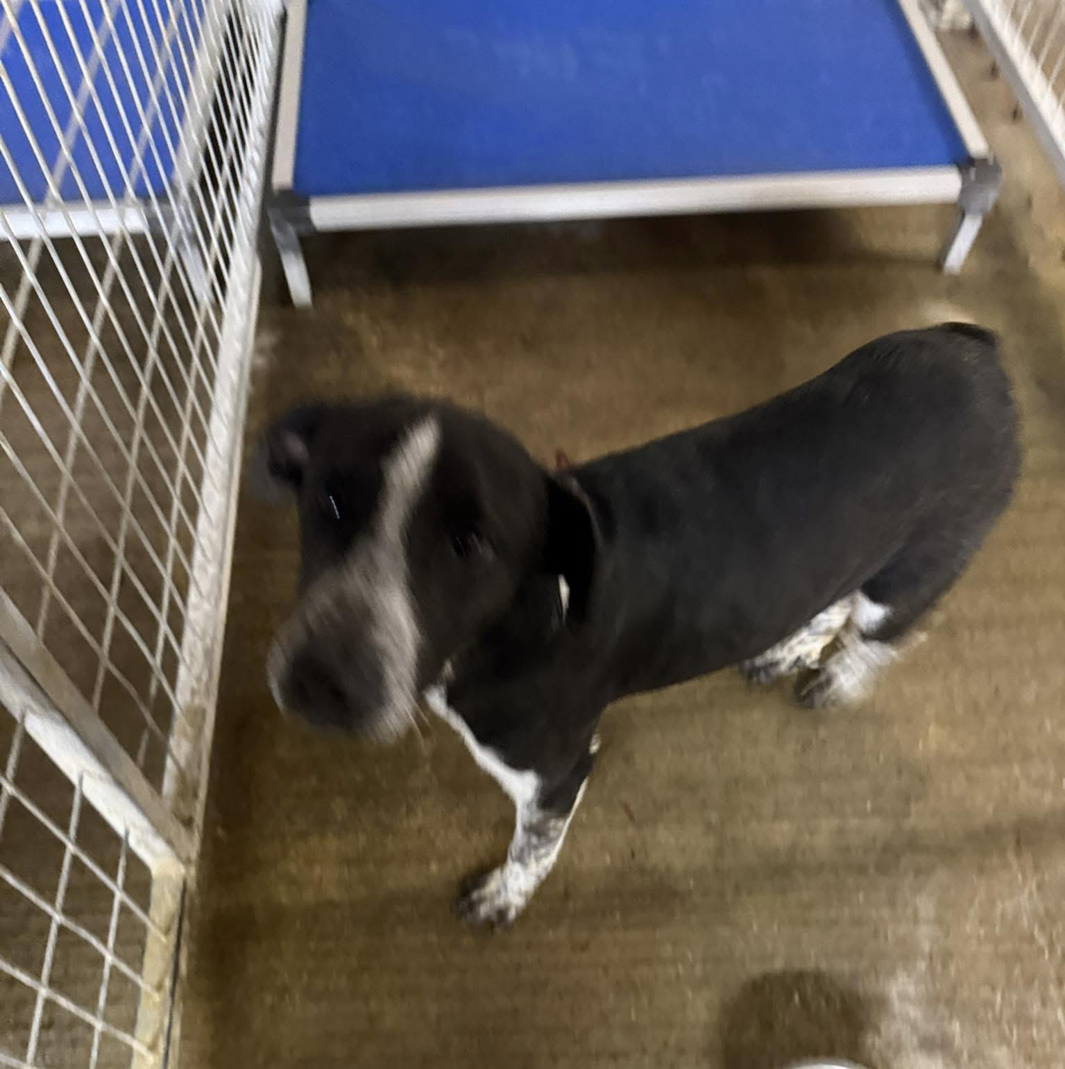 Enlarge Remy, a Adoptable mixed breed in Lewisburg, TN image 2/2