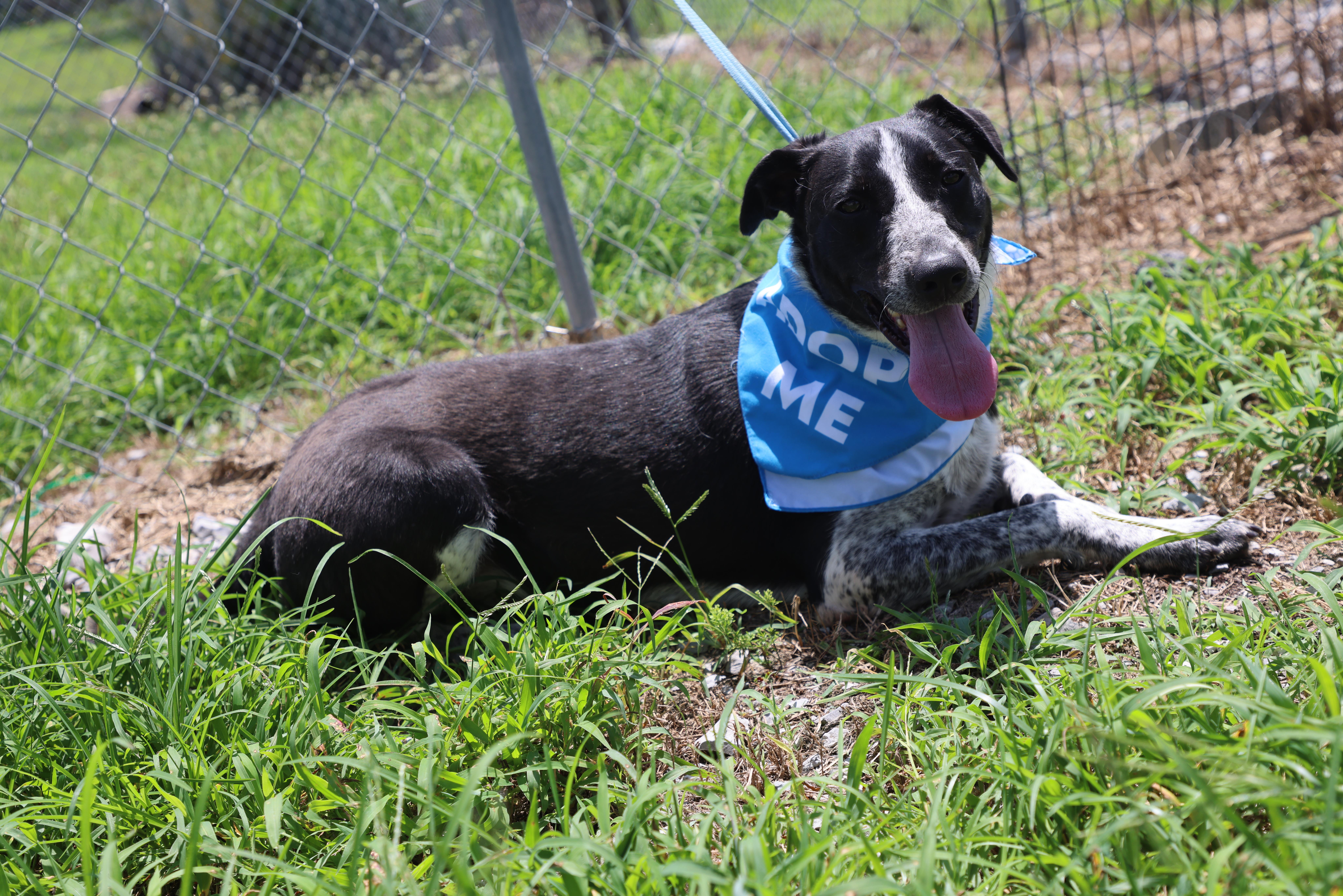 Remy, a Adoptable mixed breed in Lewisburg, TN image 3/6