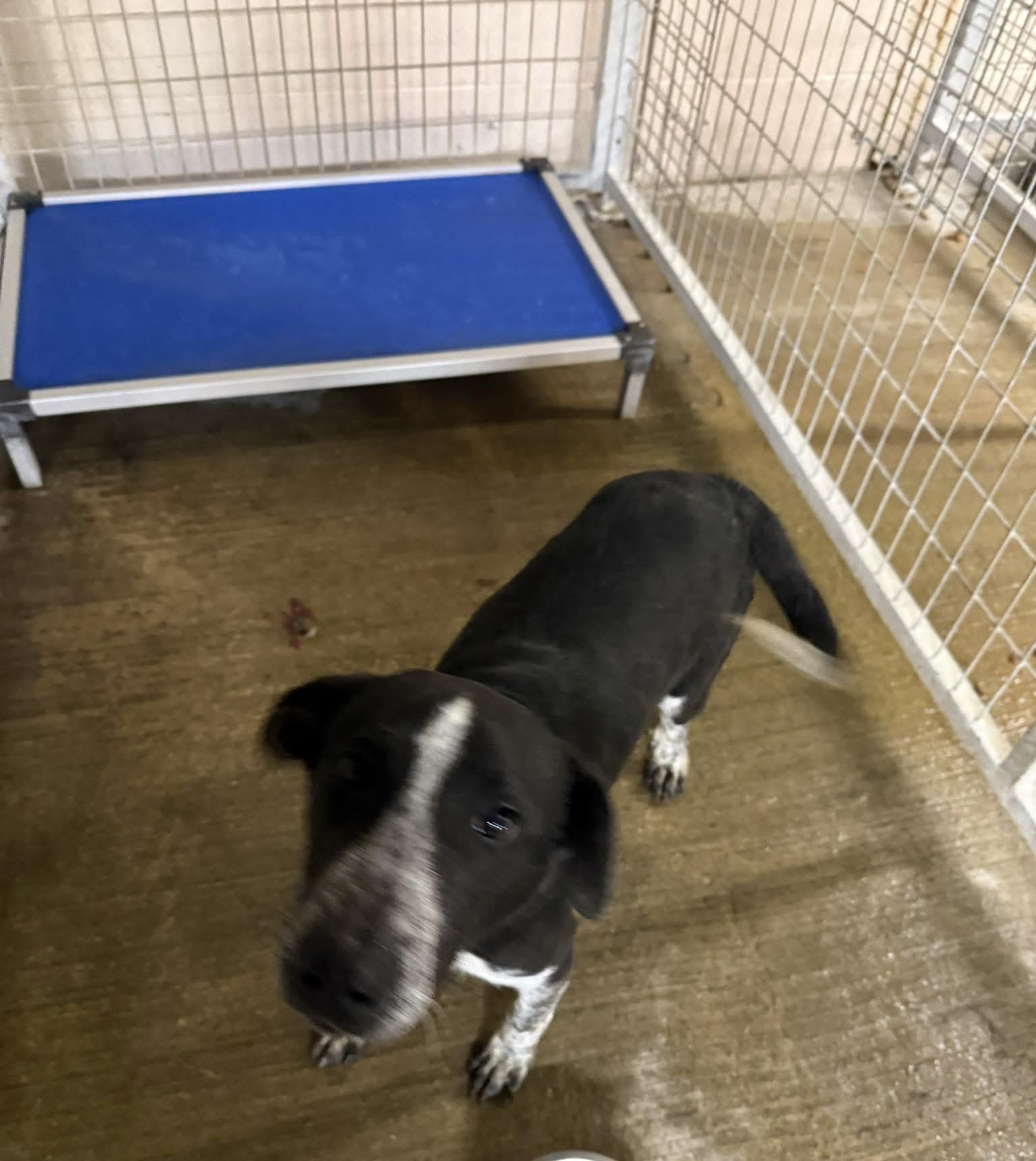 Remy, Adoptable, Young Male Australian Cattle Dog / Blue Heeler & Hound.