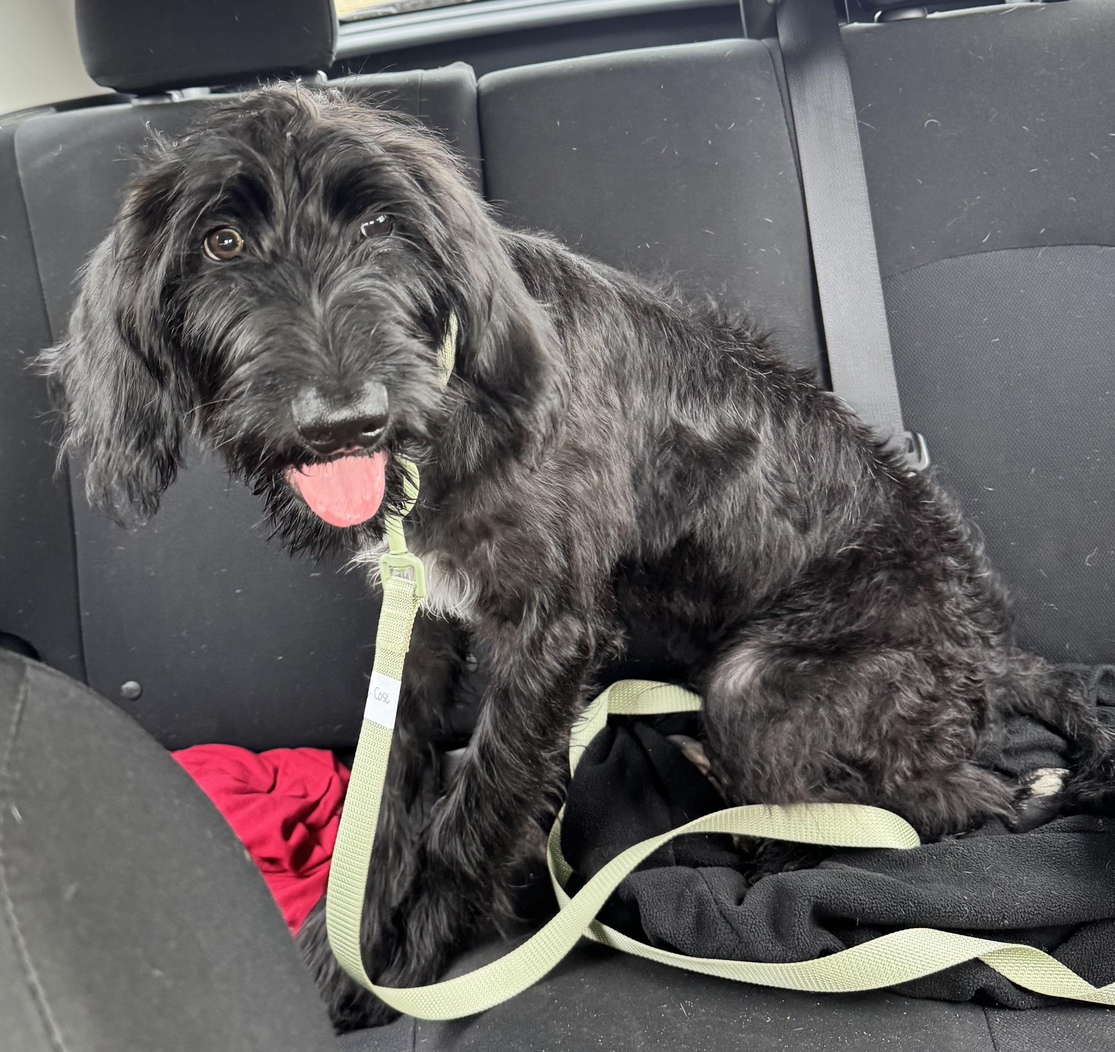 Cooper , adoptable, Puppy Male Labradoodle & German Shorthaired Pointer.