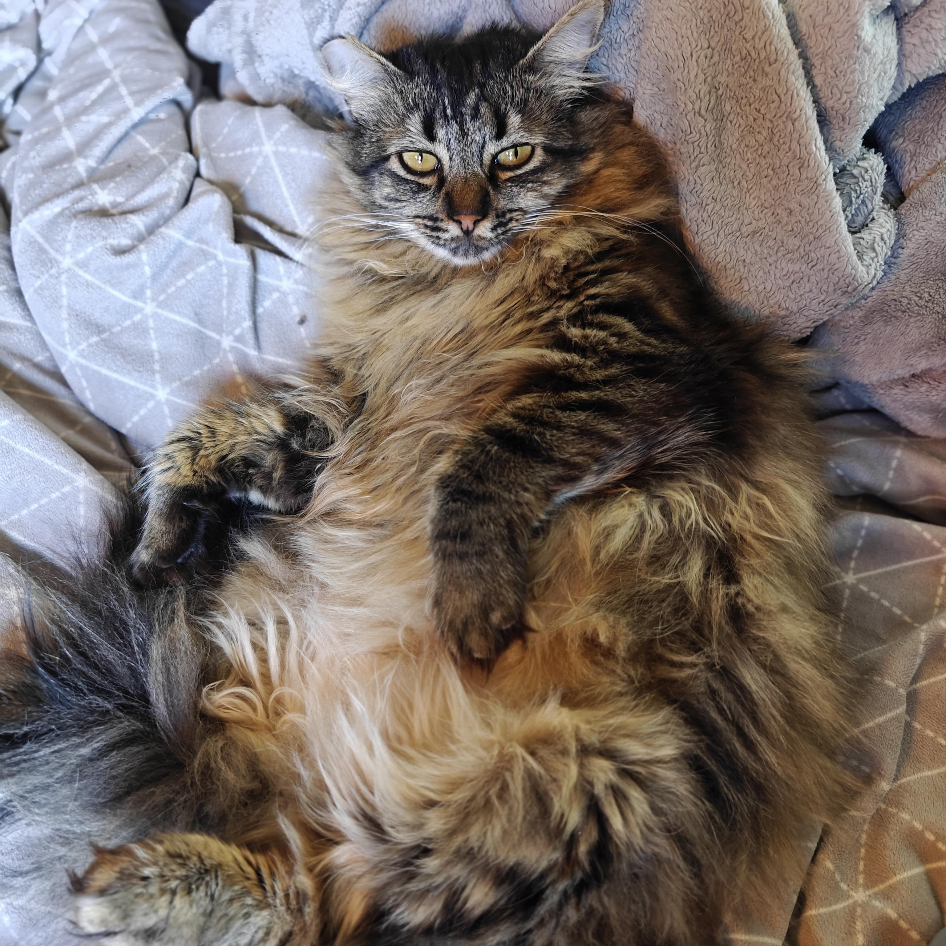 ISABELLE, a ADOPTABLE Domestic Long Hair in Campbell River, BC image 3/6