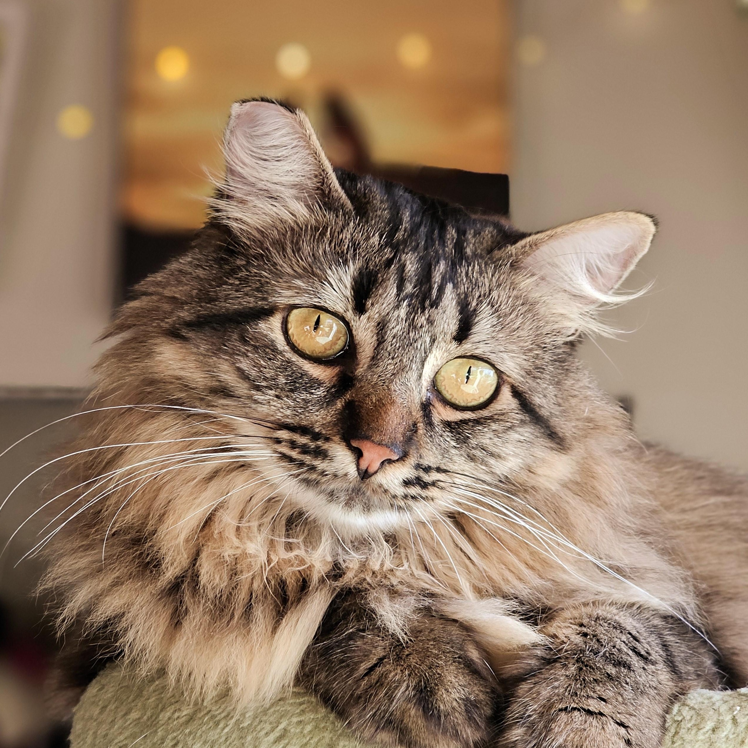 ISABELLE, a ADOPTABLE Domestic Long Hair in Campbell River, BC image 1/6