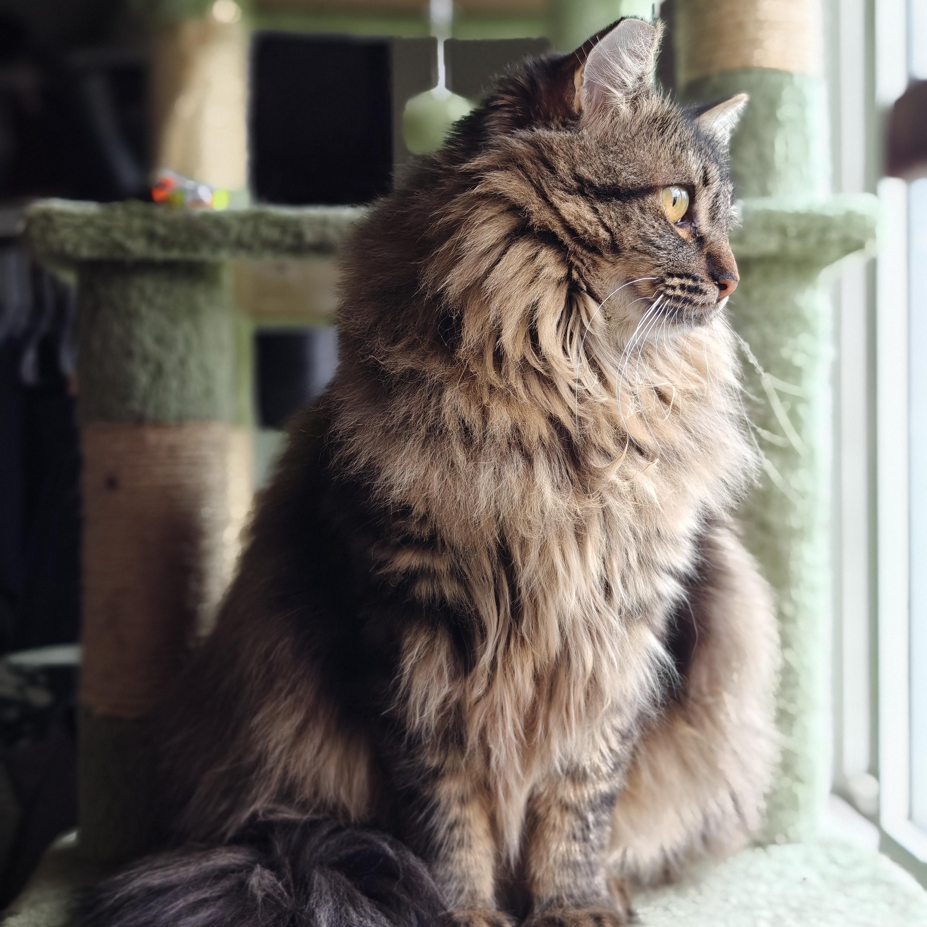 ISABELLE, a ADOPTABLE Domestic Long Hair in Campbell River, BC image 2/6