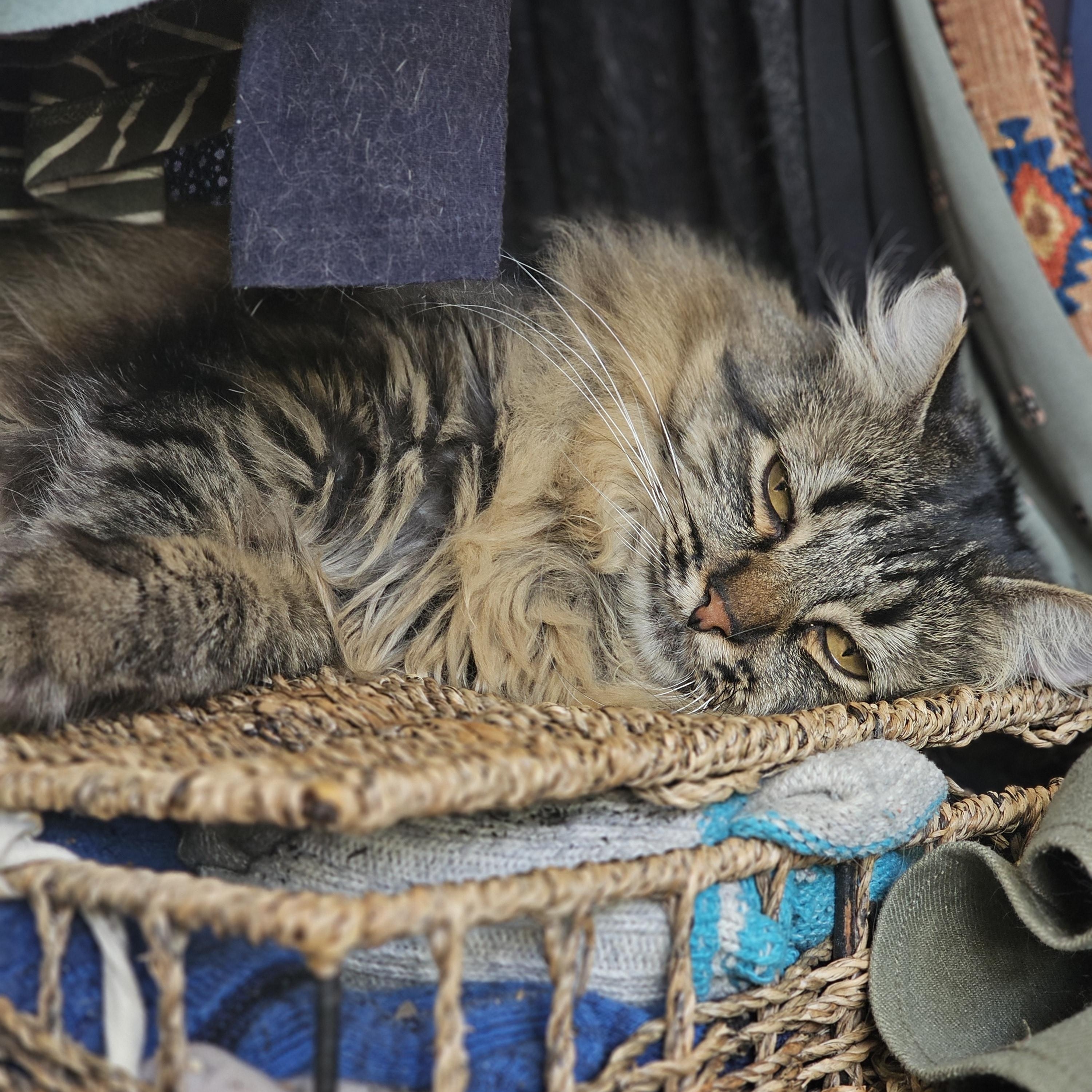 ISABELLE, a ADOPTABLE Domestic Long Hair in Campbell River, BC image 5/6