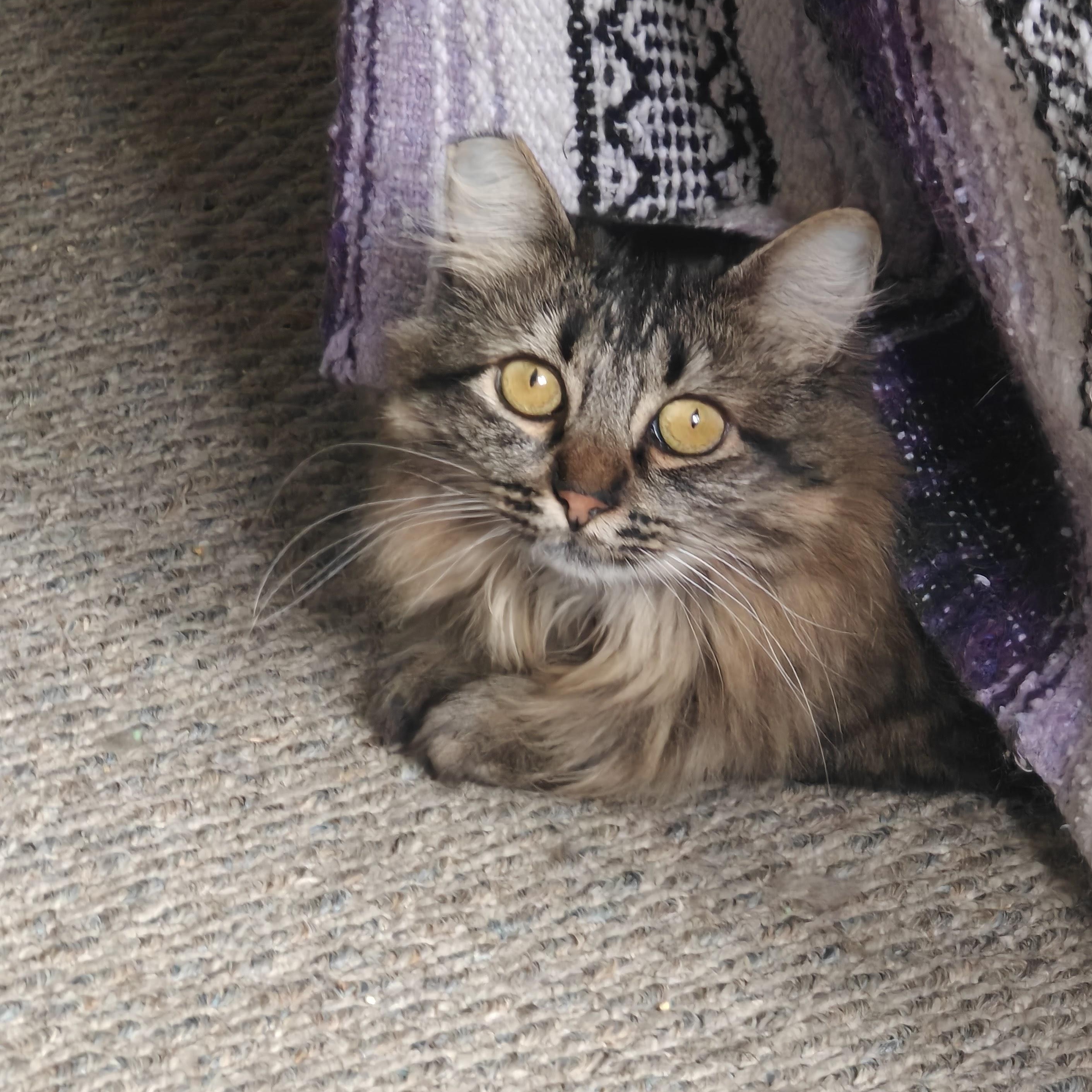 ISABELLE, a ADOPTABLE Domestic Long Hair in Campbell River, BC image 4/6