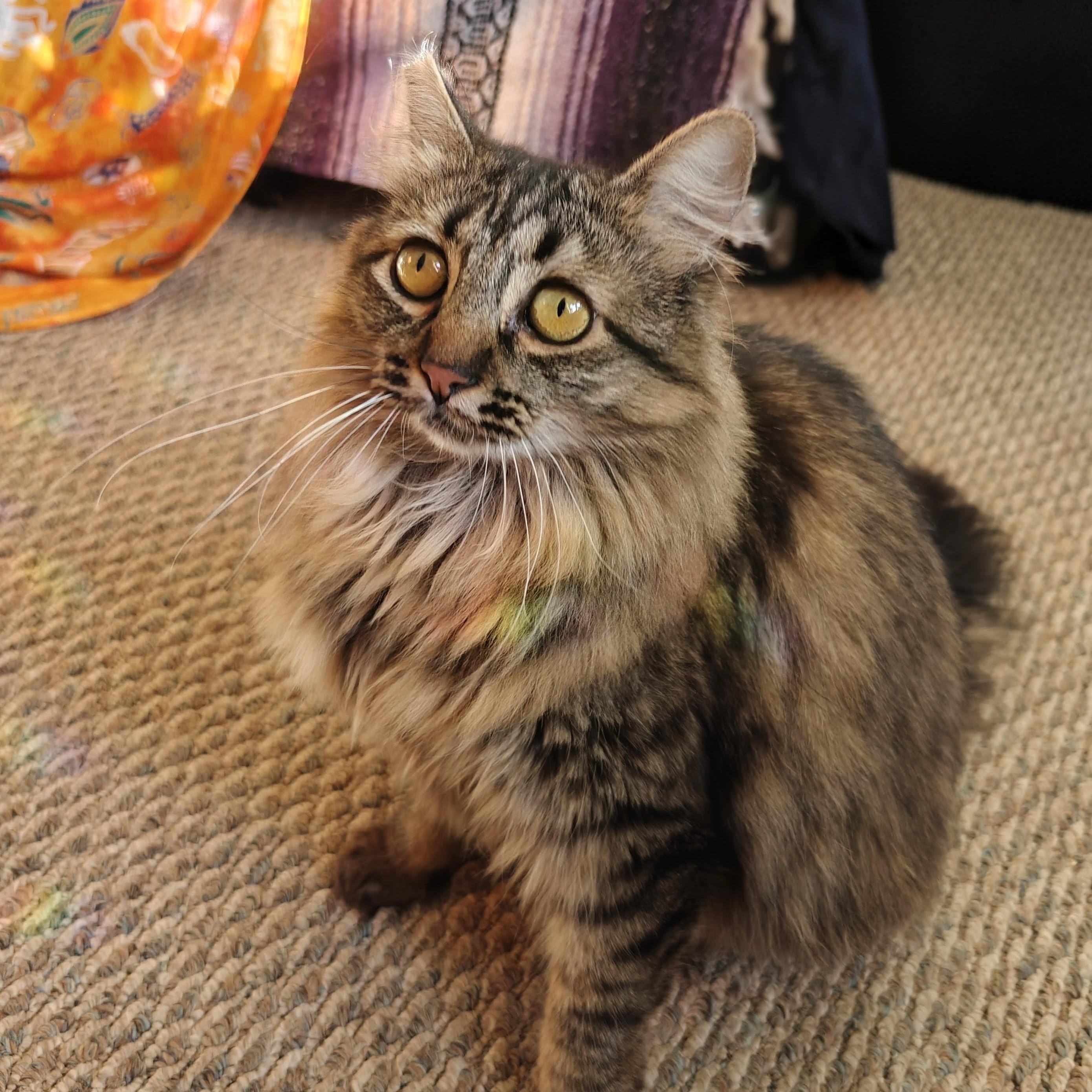 ISABELLE, a ADOPTABLE Domestic Long Hair in Campbell River, BC image 6/6