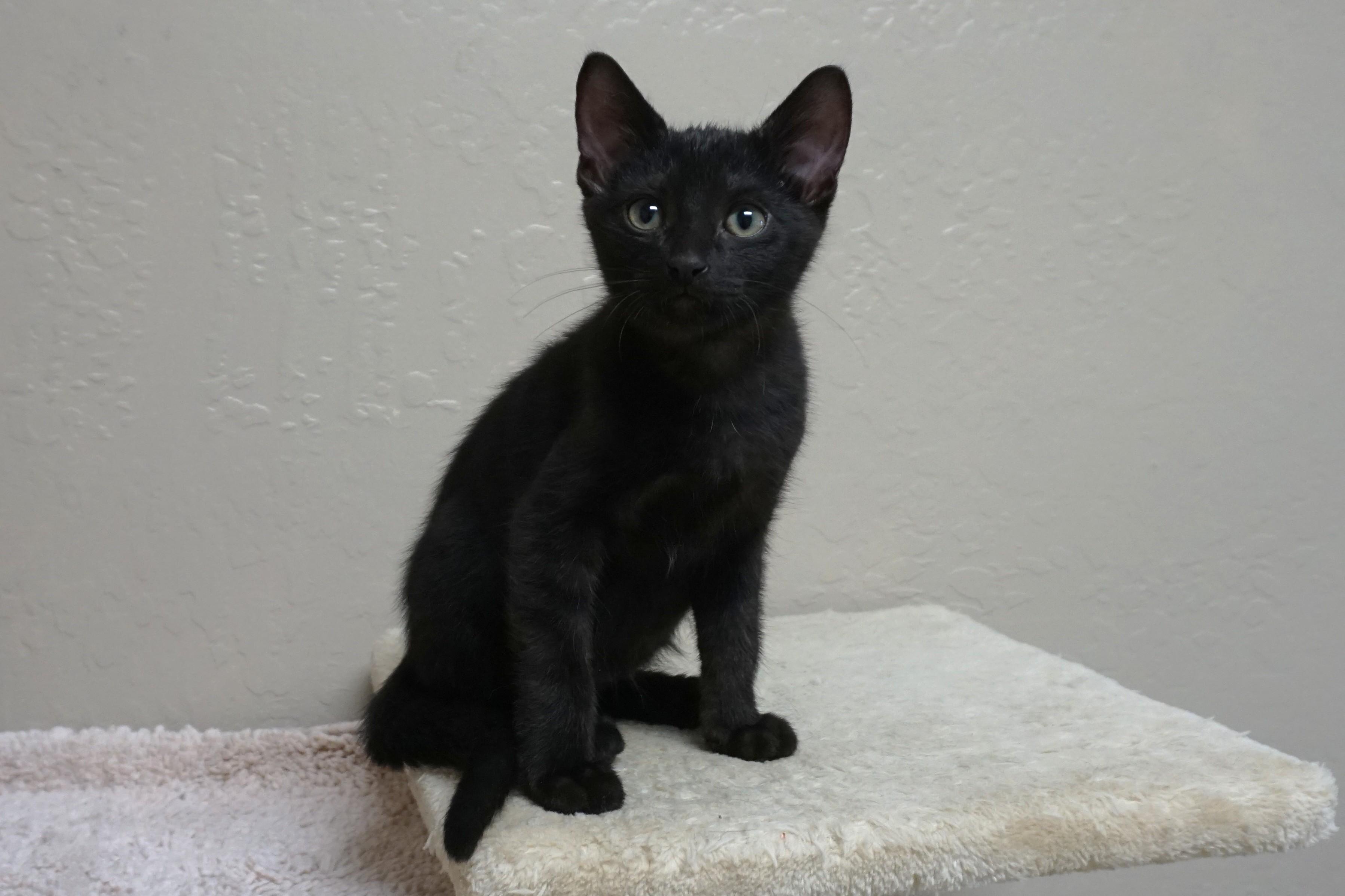 Enlarge Toffee Tastic, an adopted Domestic Short Hair in Fountain Hills, AZ image 1/4