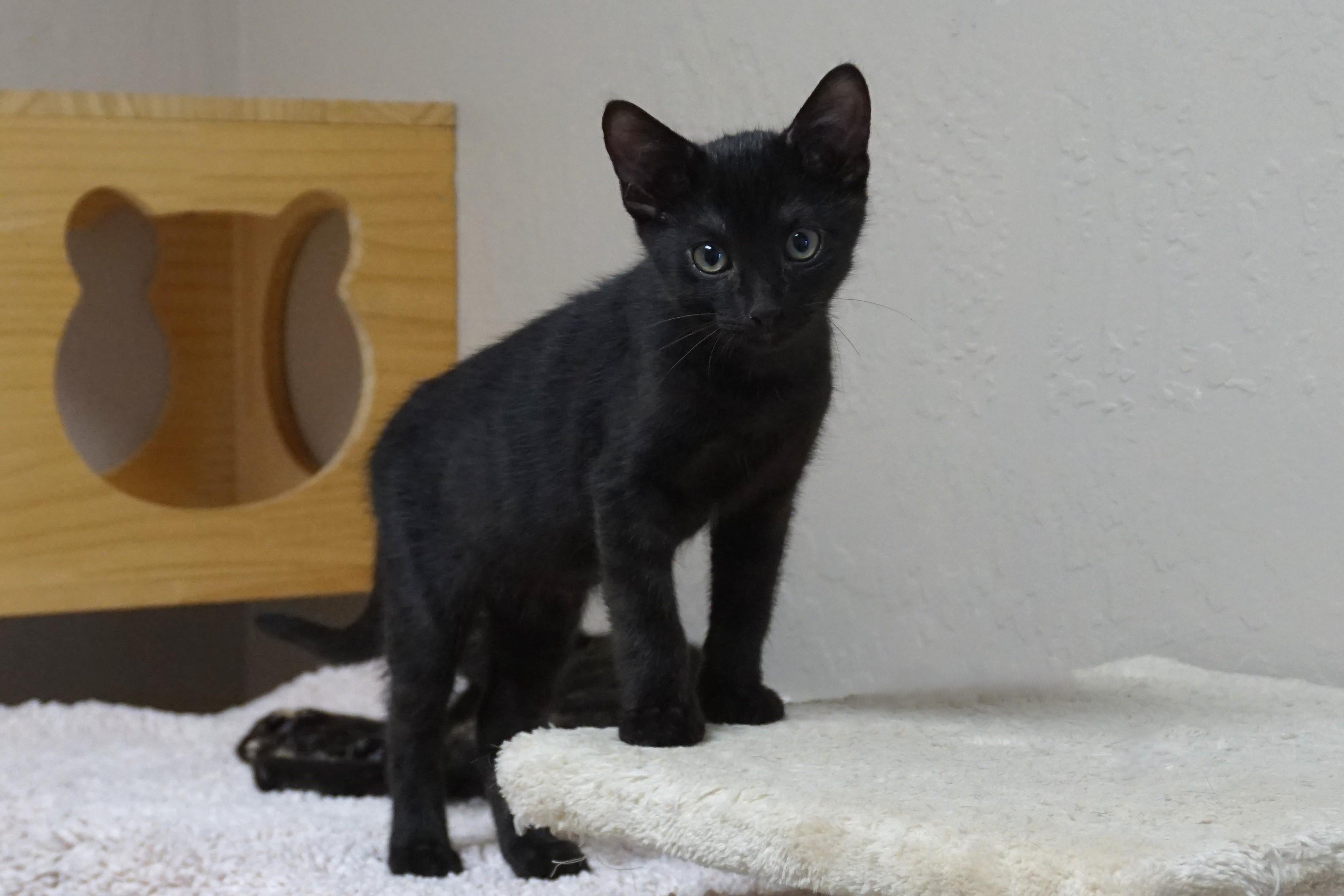 Enlarge Toffee Tastic, an adopted Domestic Short Hair in Fountain Hills, AZ image 2/4