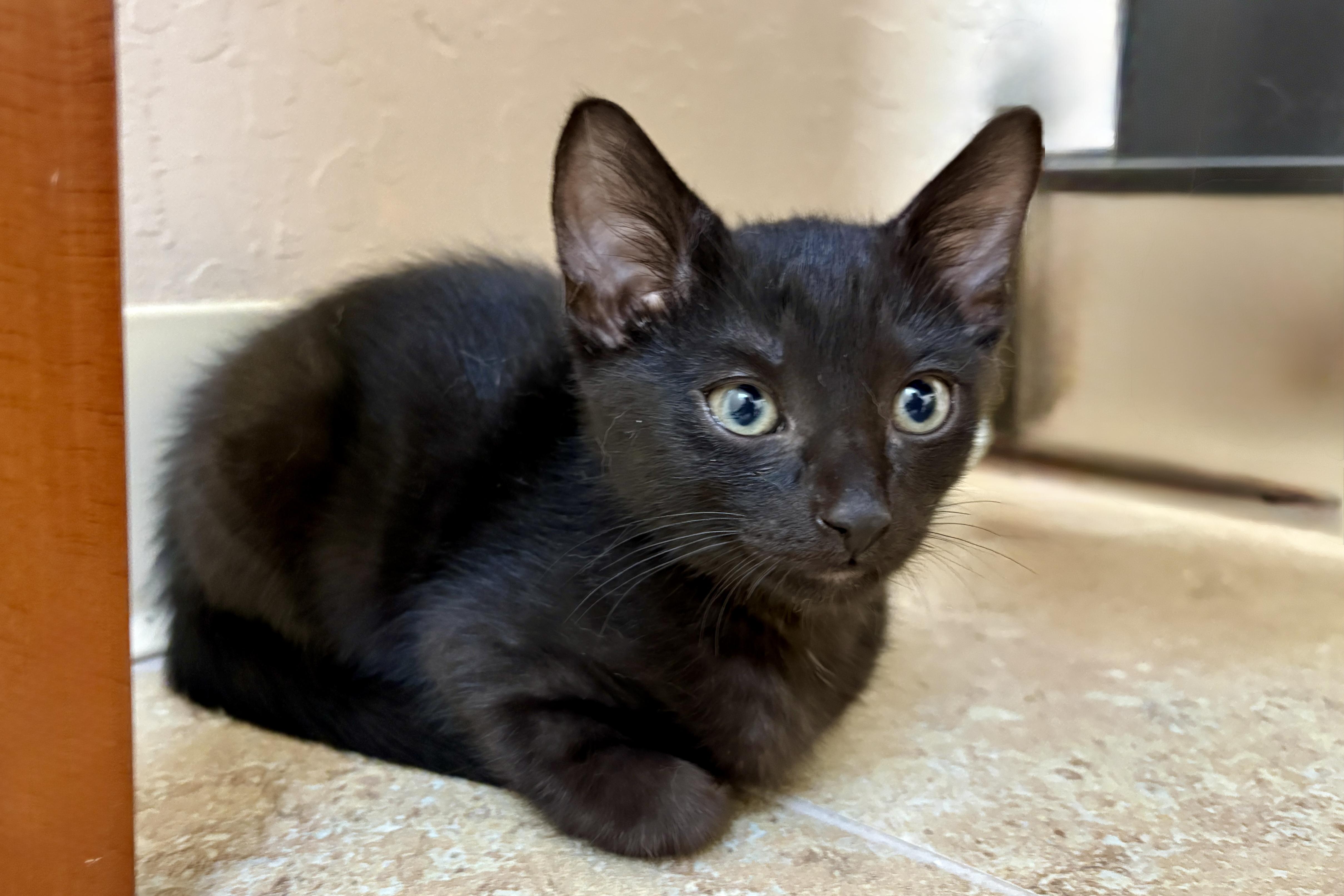 Enlarge Toffee Tastic, an adopted Domestic Short Hair in Fountain Hills, AZ image 3/4