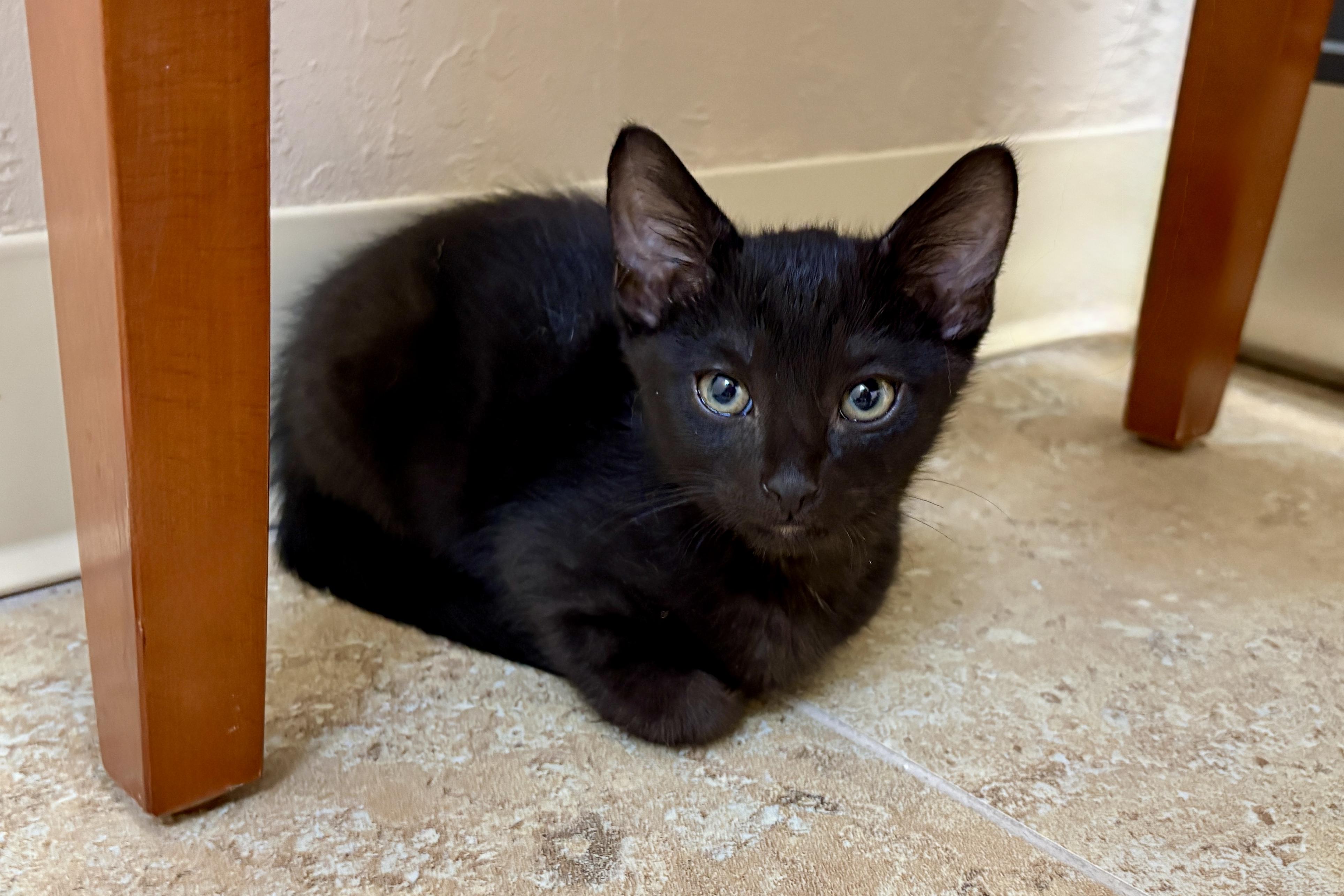 Enlarge Toffee Tastic, an adopted Domestic Short Hair in Fountain Hills, AZ image 4/4