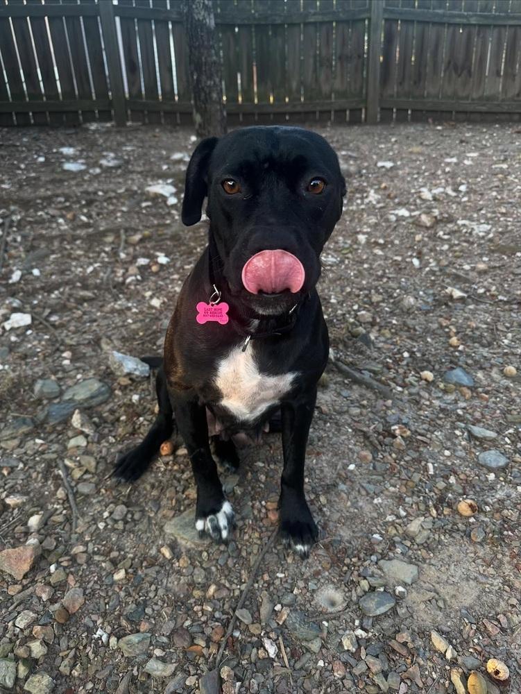 Cherub, Adoptable, Adult Female Pit Bull Terrier.