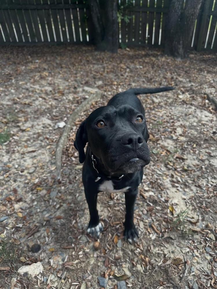 Cherub, a Adoptable mixed breed in Boston, MA image 2/5