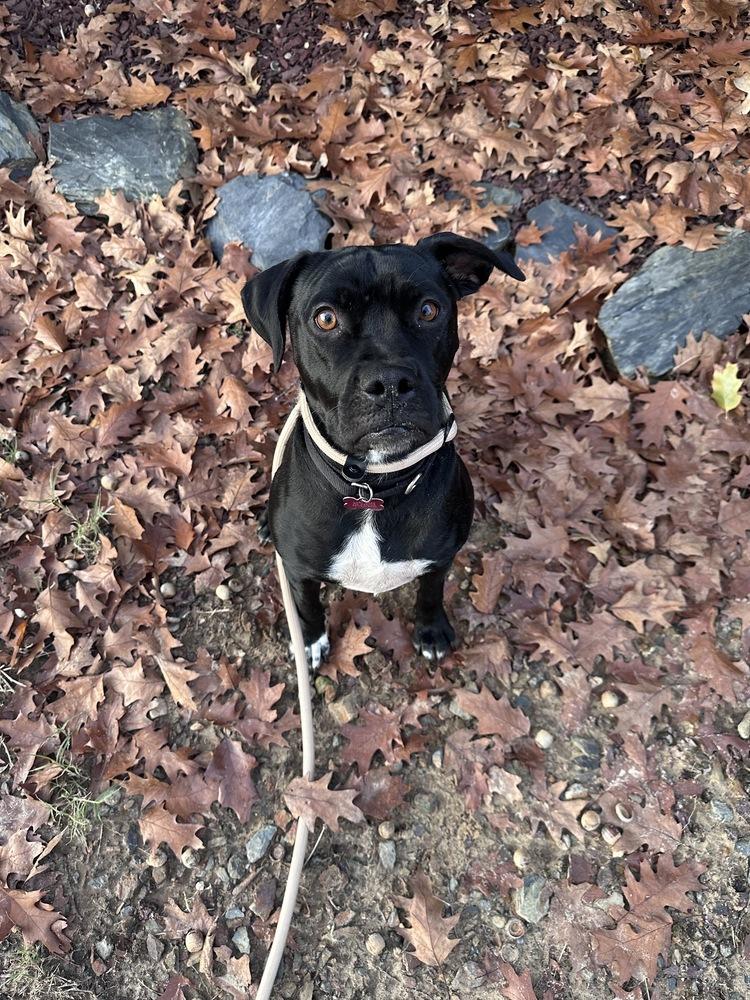 Cherub, a Adoptable mixed breed in Boston, MA image 3/5