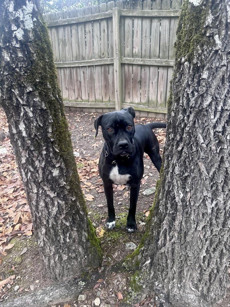 Cherub, a Adoptable mixed breed in Boston, MA image 4/5