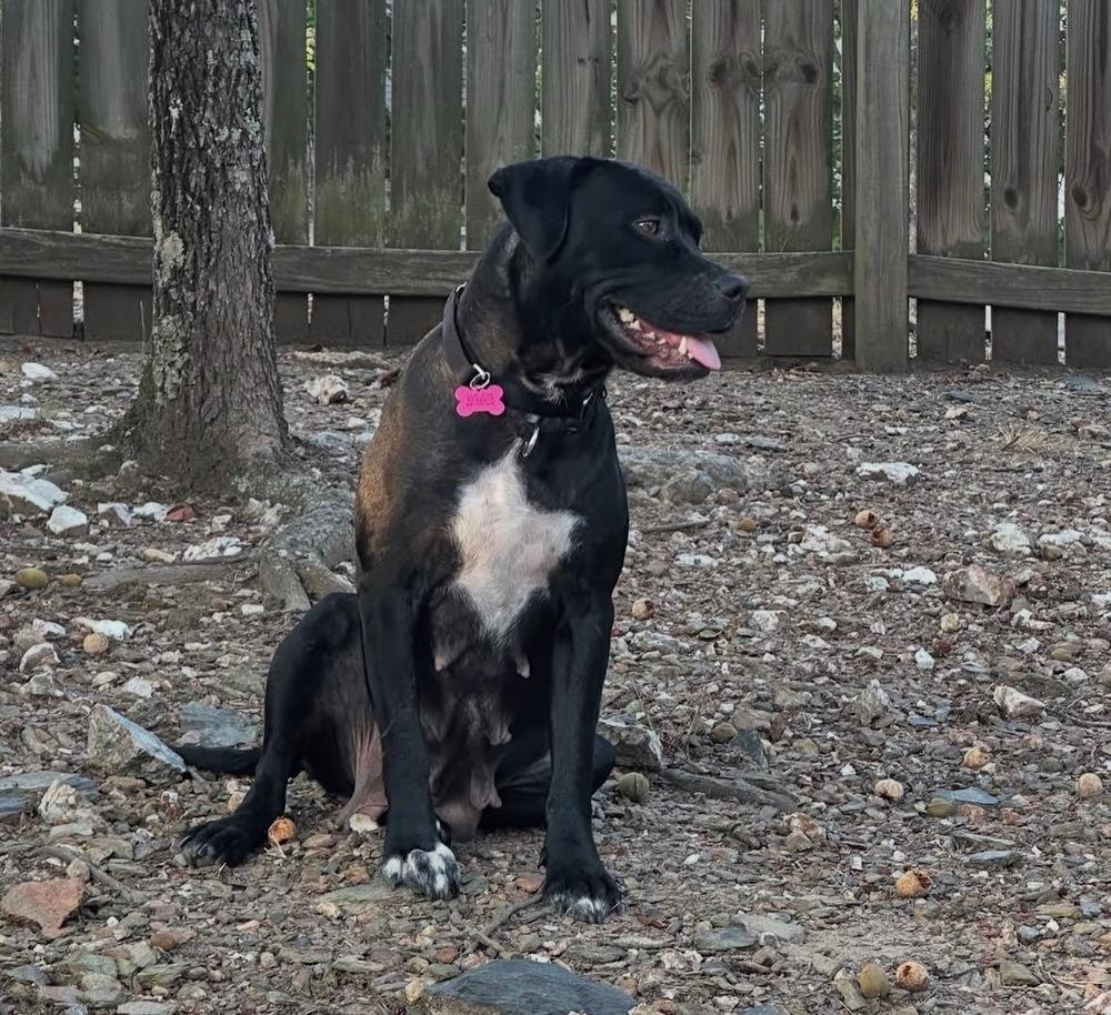 Cherub, a Adoptable mixed breed in Boston, MA image 5/5