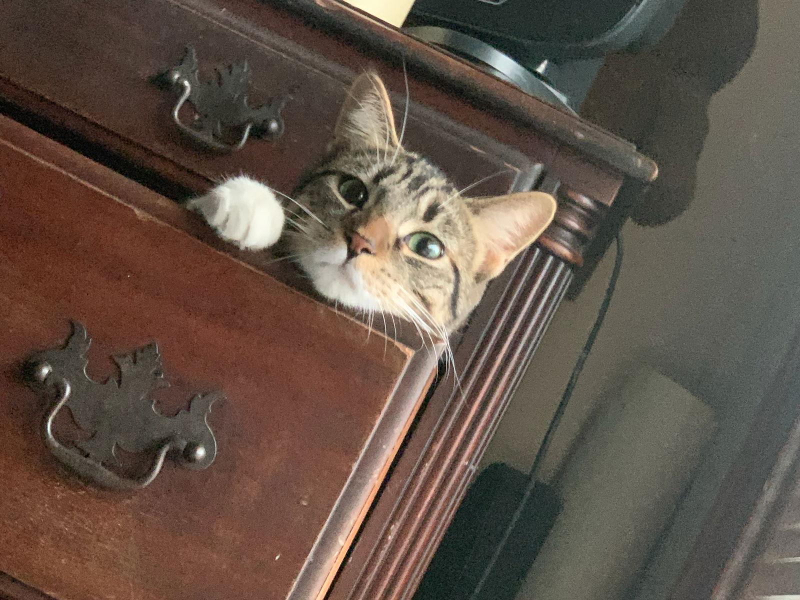 Enlarge Butters, a Adoptable Domestic Short Hair in Rootstown, OH image 1/3