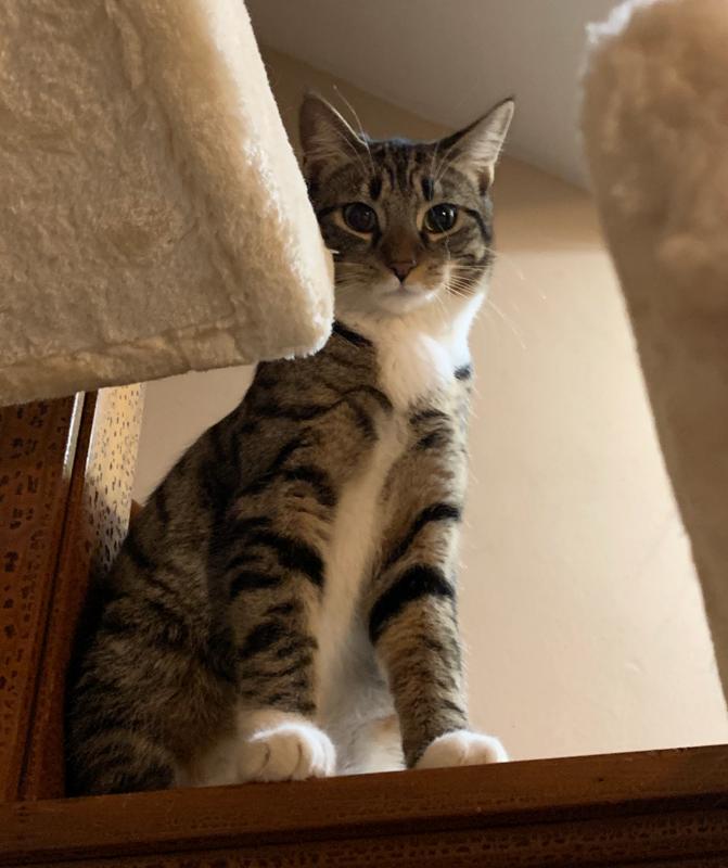 Butters, Adoptable, Young Female Domestic Short Hair.