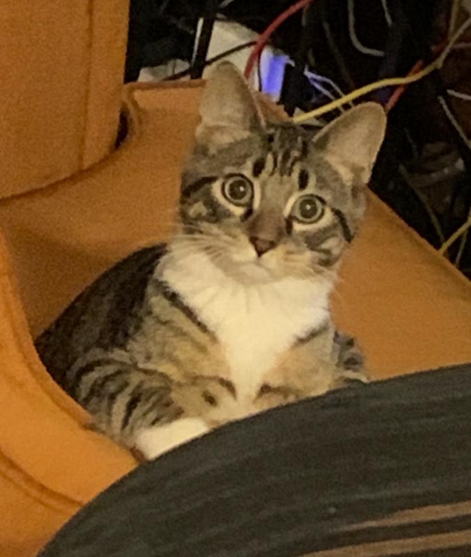 Butters, a Adoptable Domestic Short Hair in Rootstown, OH image 3/3