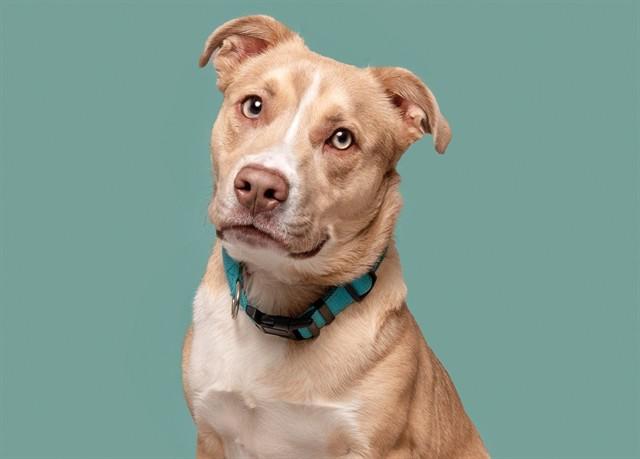TITO, Adoptable, Young Male Pit Bull Terrier.