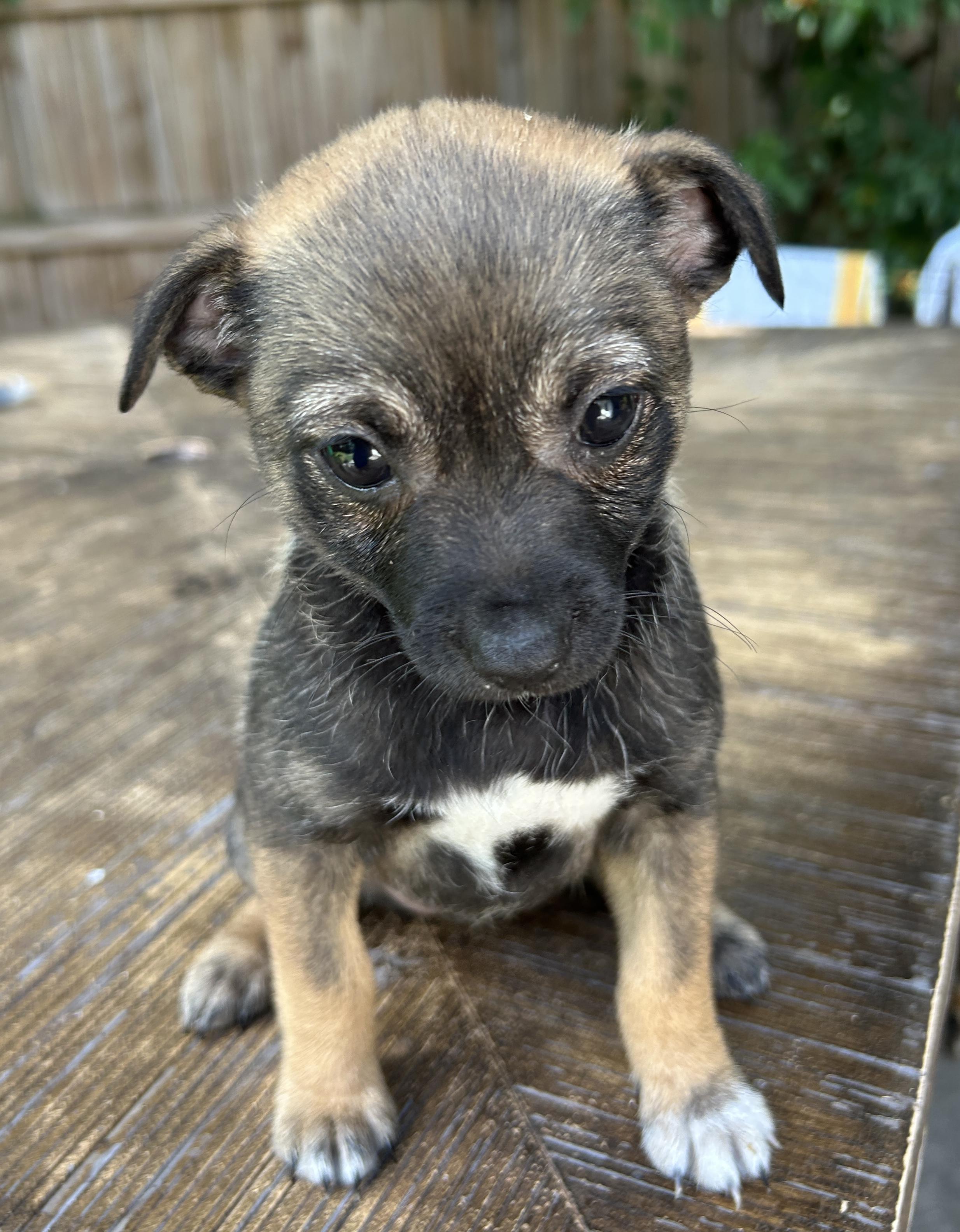 Enlarge Janis, a Adoptable mixed breed in Sarasota, FL image 2/5